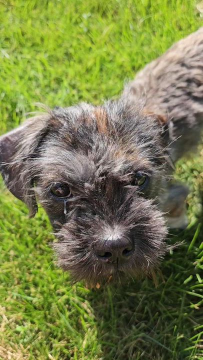 Enlarge Broomy, a ADOPTABLE mixed breed in Scarborough, ON video 6/6