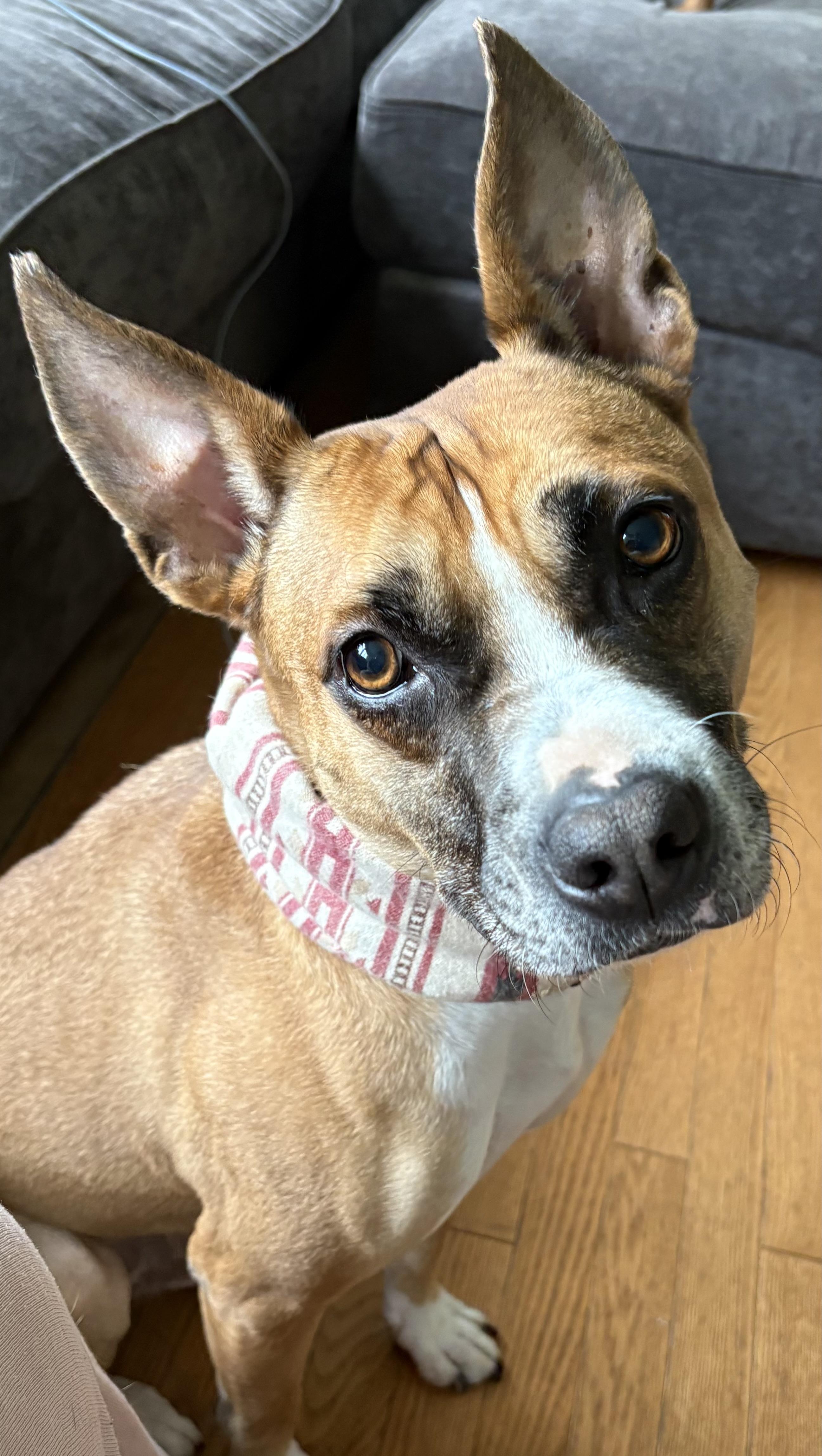 Elfie Allan, Adoptable, Adult Male Mixed Breed.