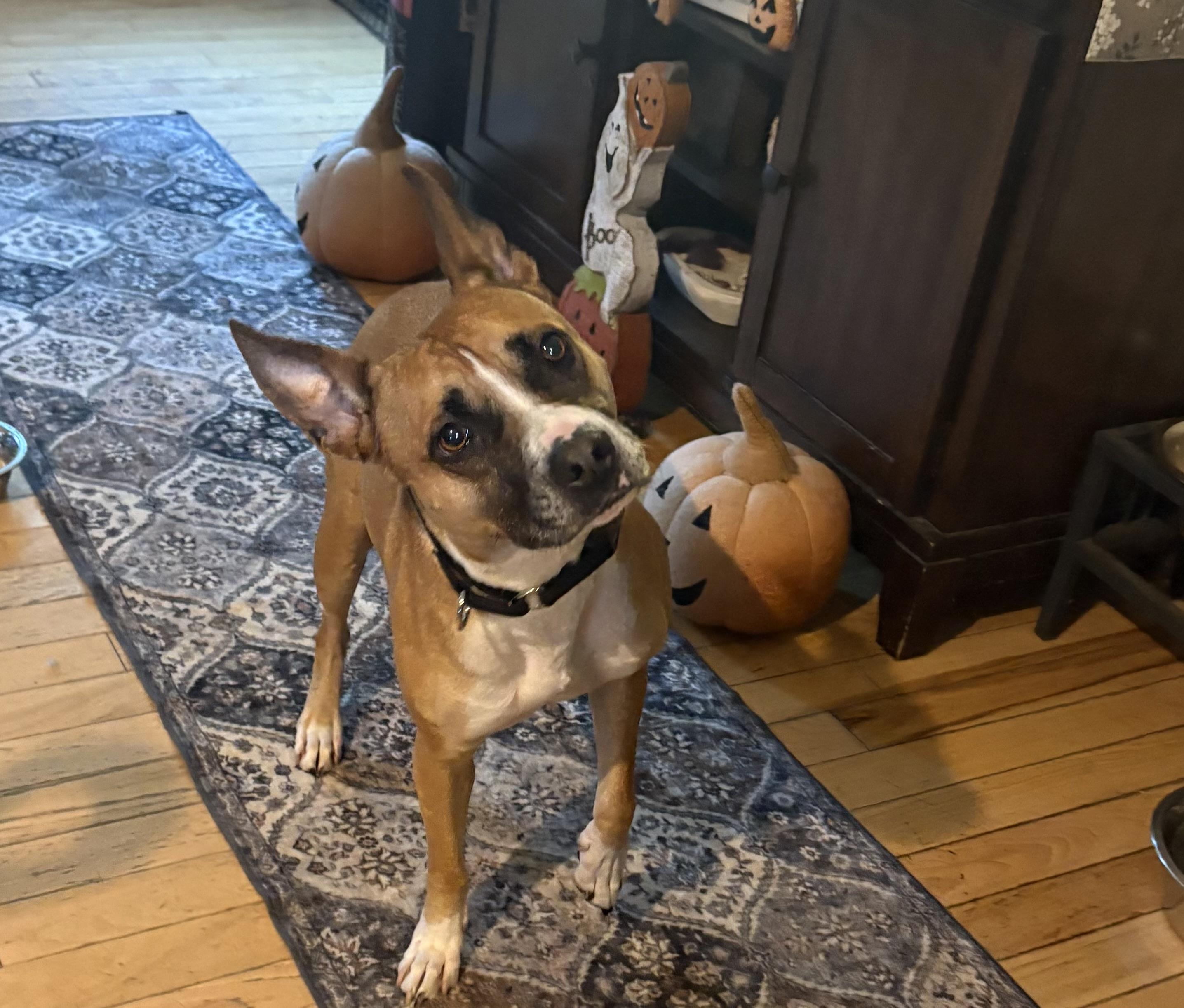 Enlarge Elfie Allan, a Adoptable mixed breed in Chelmsford, MA image 3/4