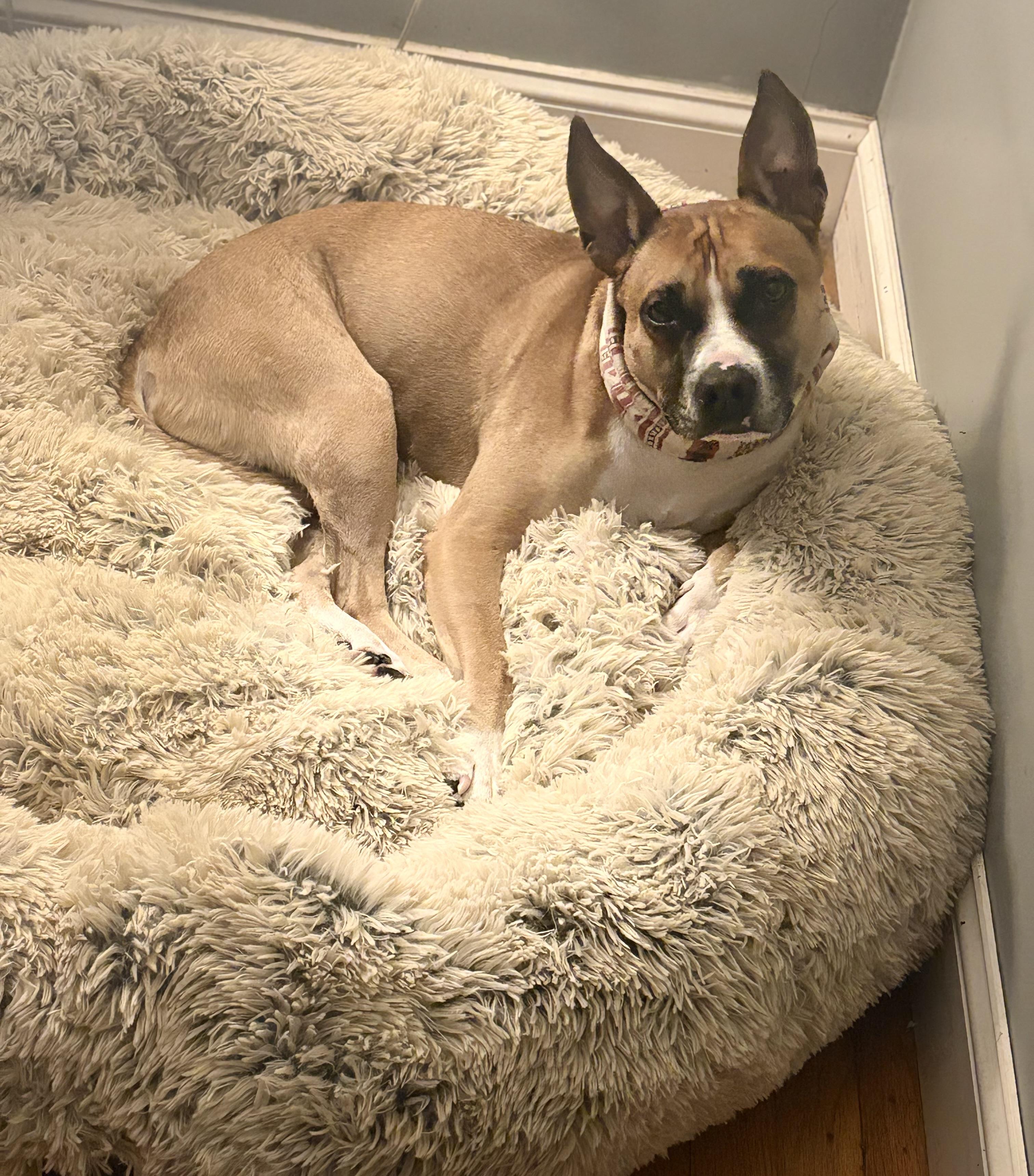 Enlarge Elfie Allan, a Adoptable mixed breed in Chelmsford, MA image 2/4