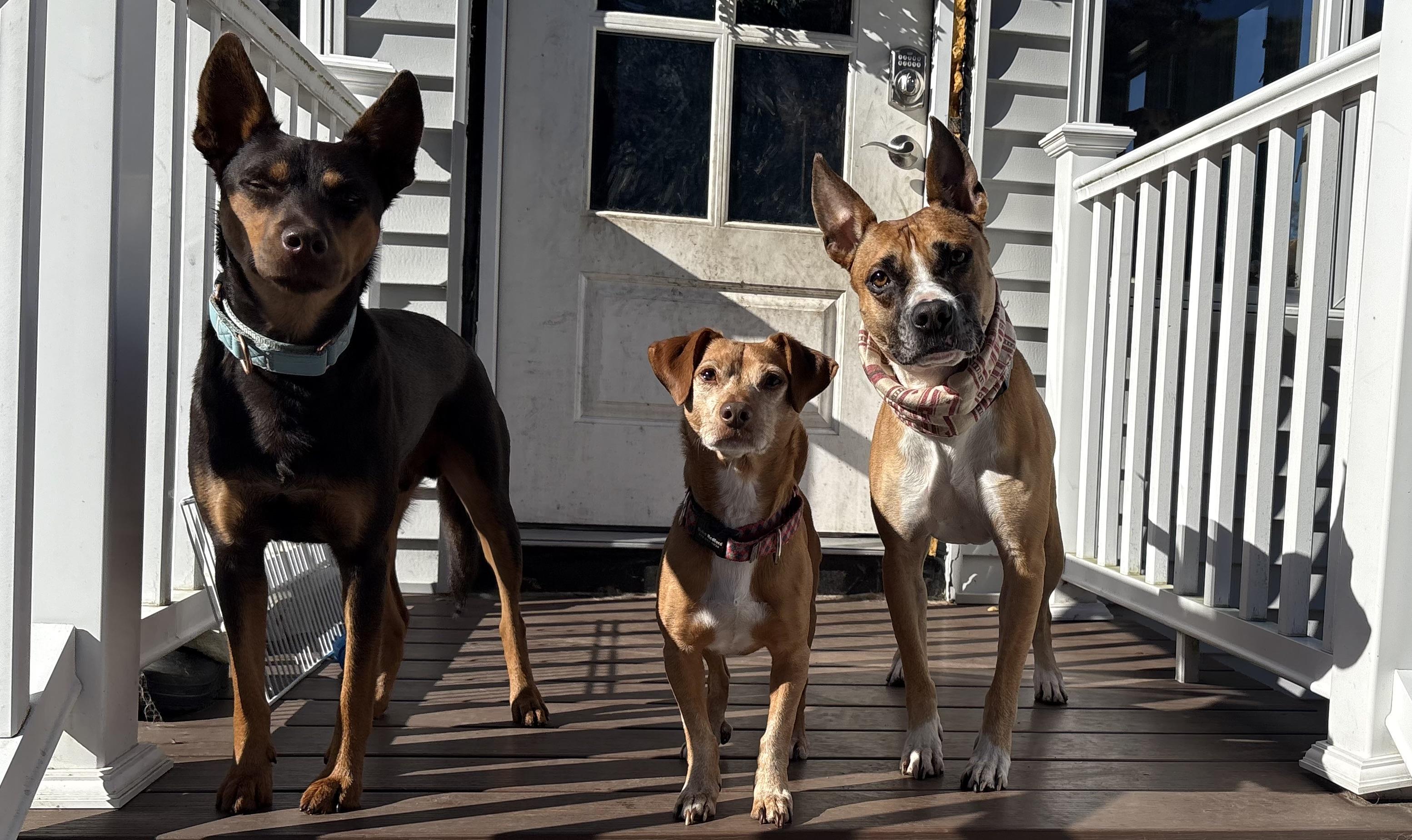 Enlarge Elfie Allan, a Adoptable mixed breed in Chelmsford, MA image 4/4