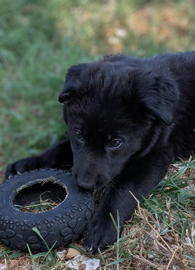 Enlarge KAL, a ADOPTABLE mixed breed in Chincoteague , VA image 4/6