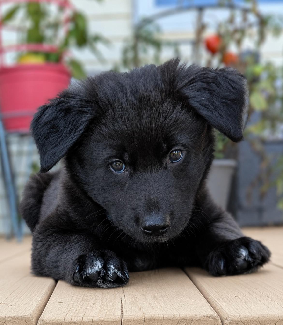 KAL, ADOPTABLE, Puppy Male Border Collie & Australian Shepherd.