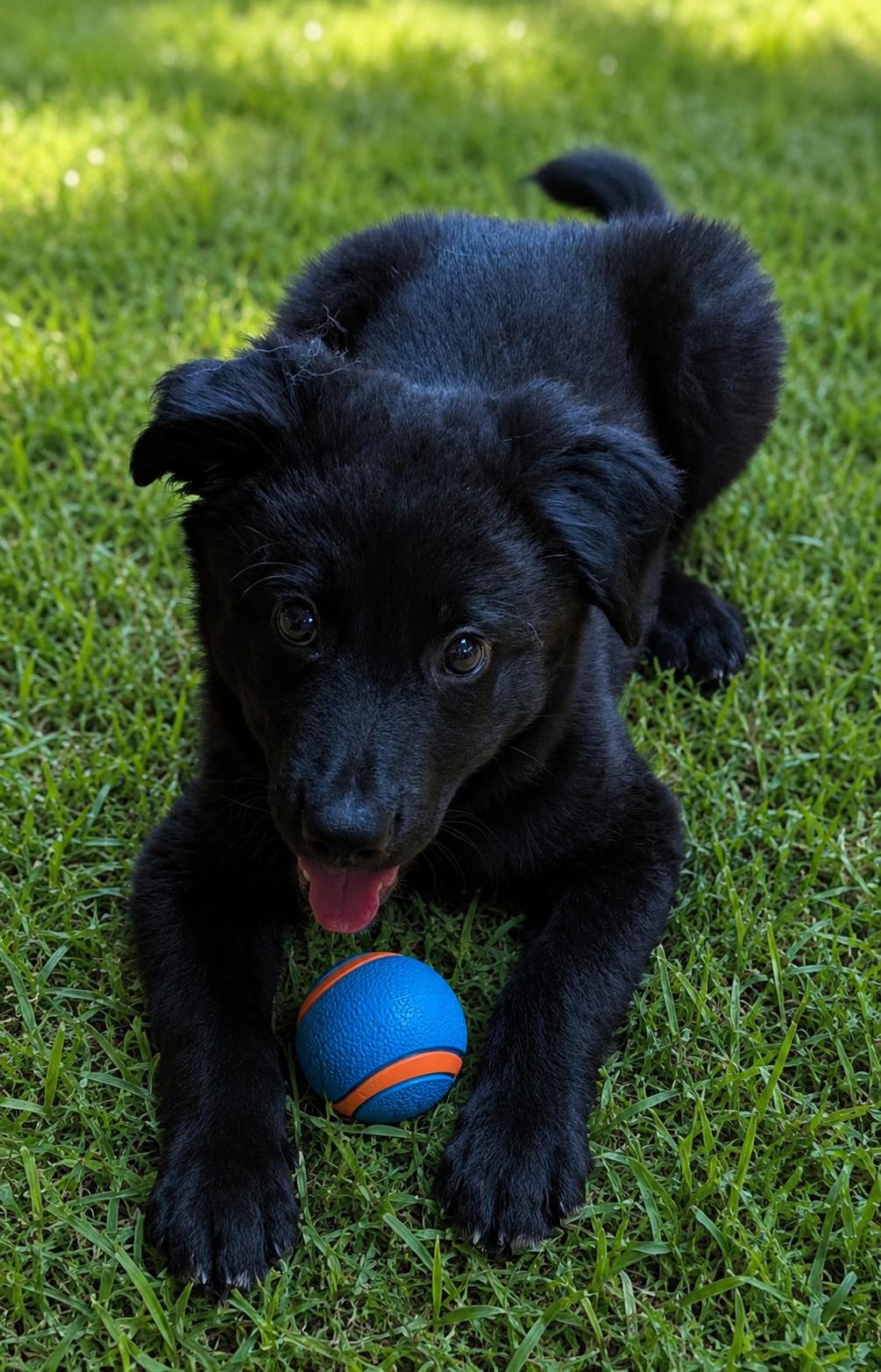 Enlarge KAL, an adopted mixed breed in Chincoteague , VA image 2/6