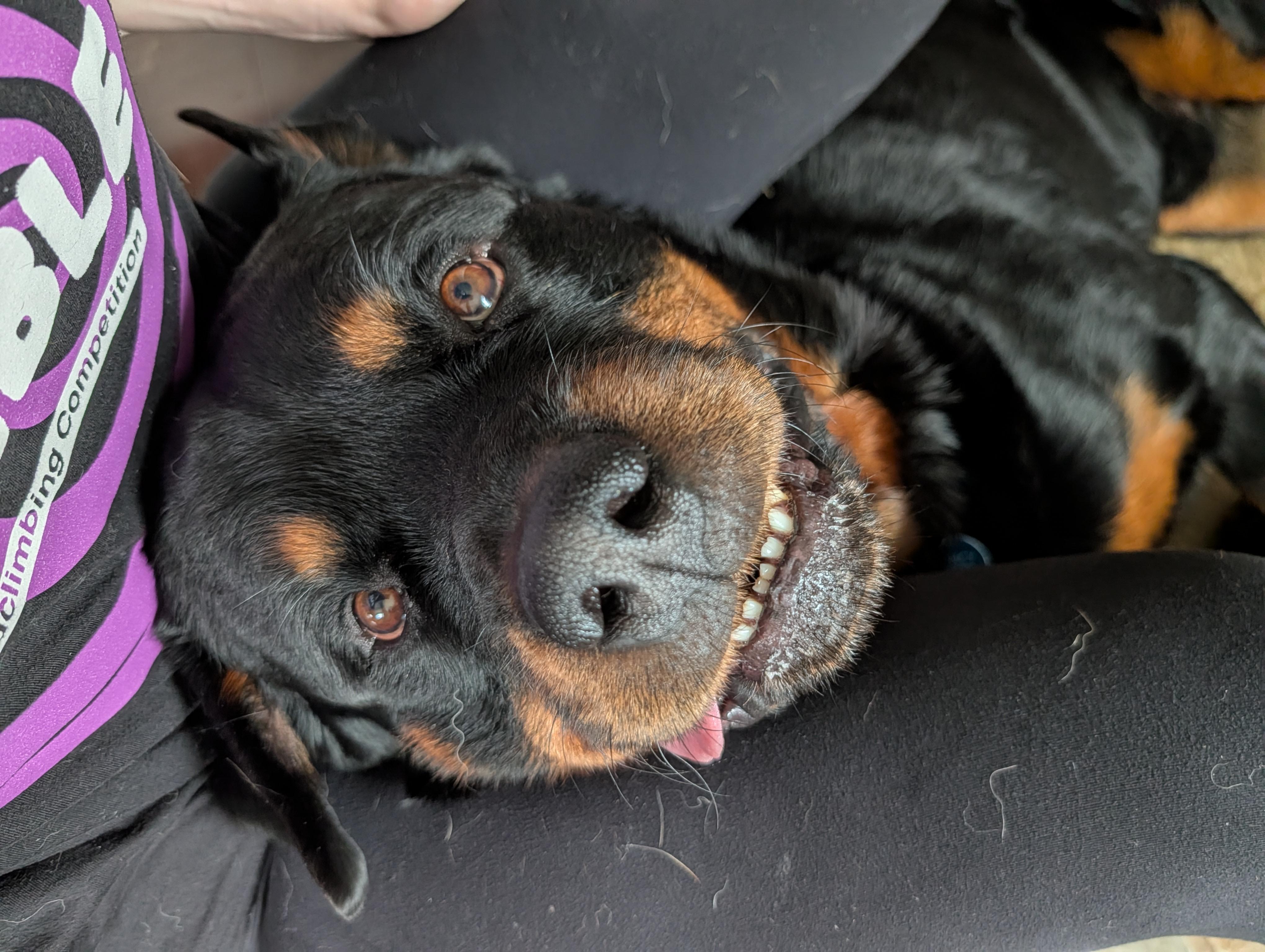 Enlarge Thunder, a ADOPTABLE Rottweiler in Quincy, MA image 2/3
