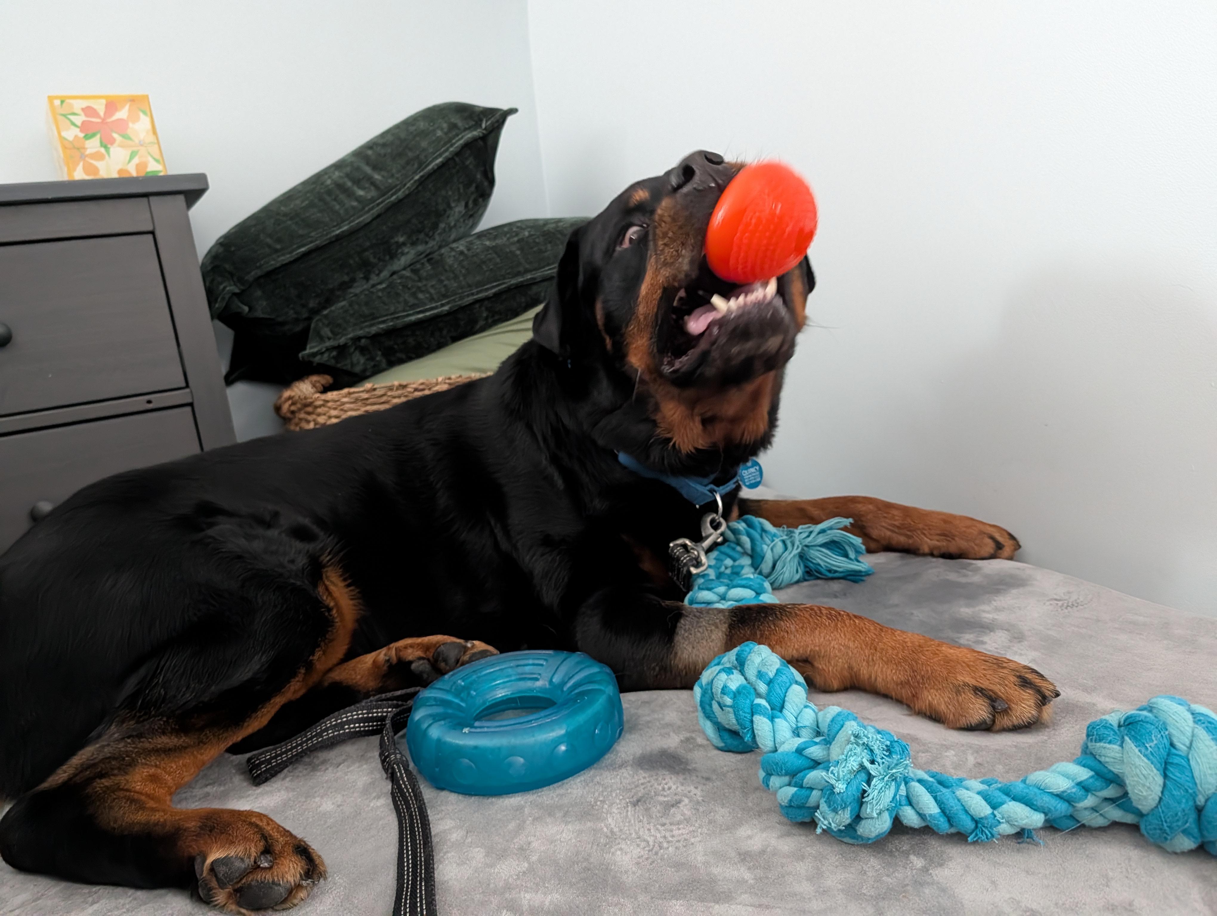 Enlarge Thunder, a ADOPTABLE Rottweiler in Quincy, MA image 3/3