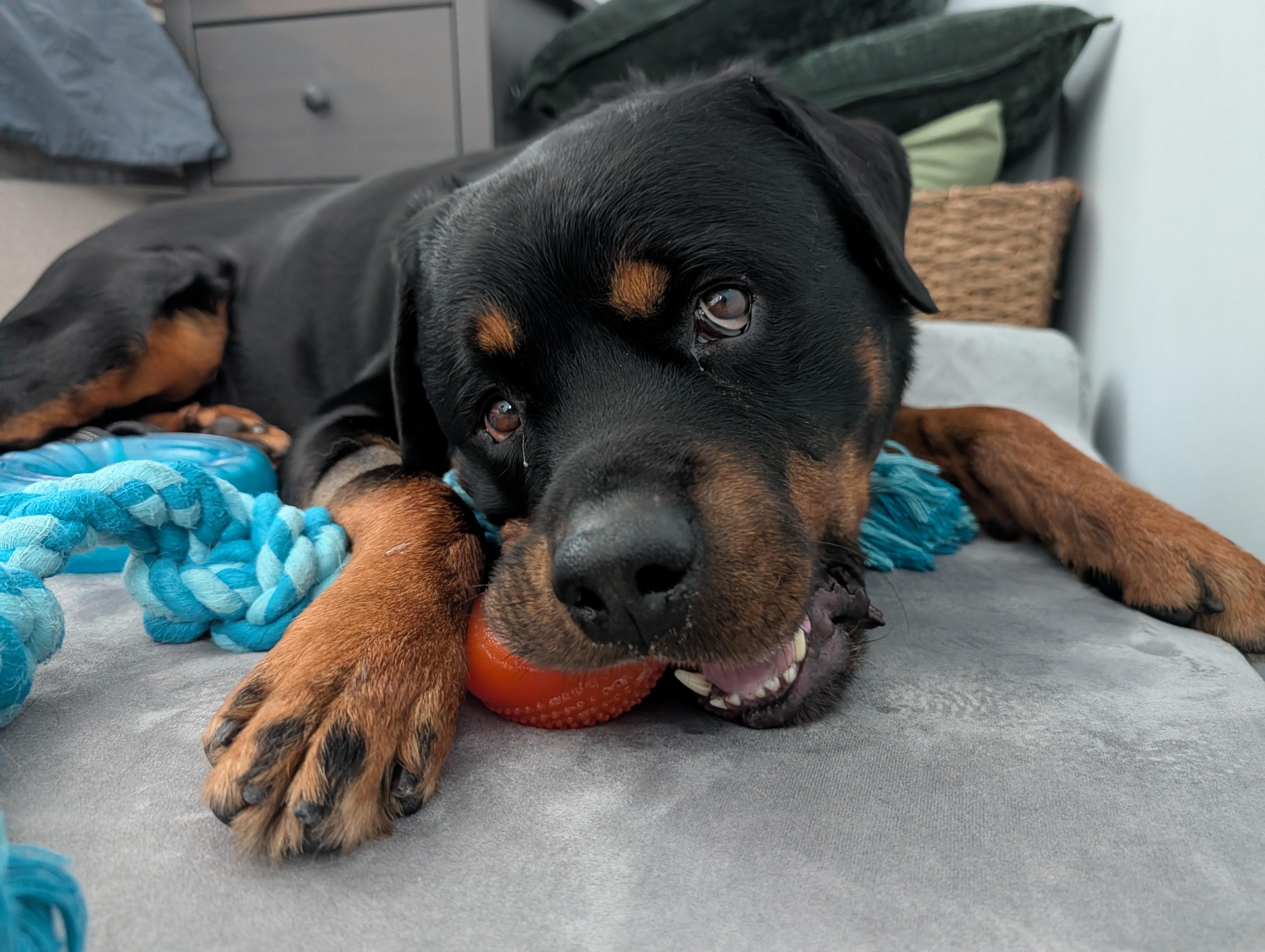 Enlarge Thunder, a ADOPTABLE Rottweiler in Quincy, MA image 1/3