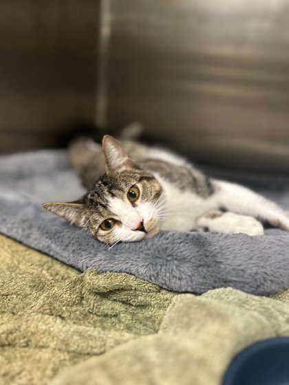 Boq, Adoptable, Kitten Male Domestic Short Hair & Domestic Short Hair.