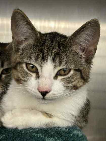 Boq, a Adoptable mixed breed in Munster, IN image 2/2