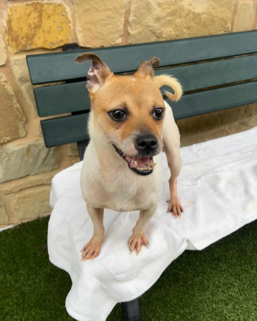 Buck, Adoptable, Adult Male Chihuahua.