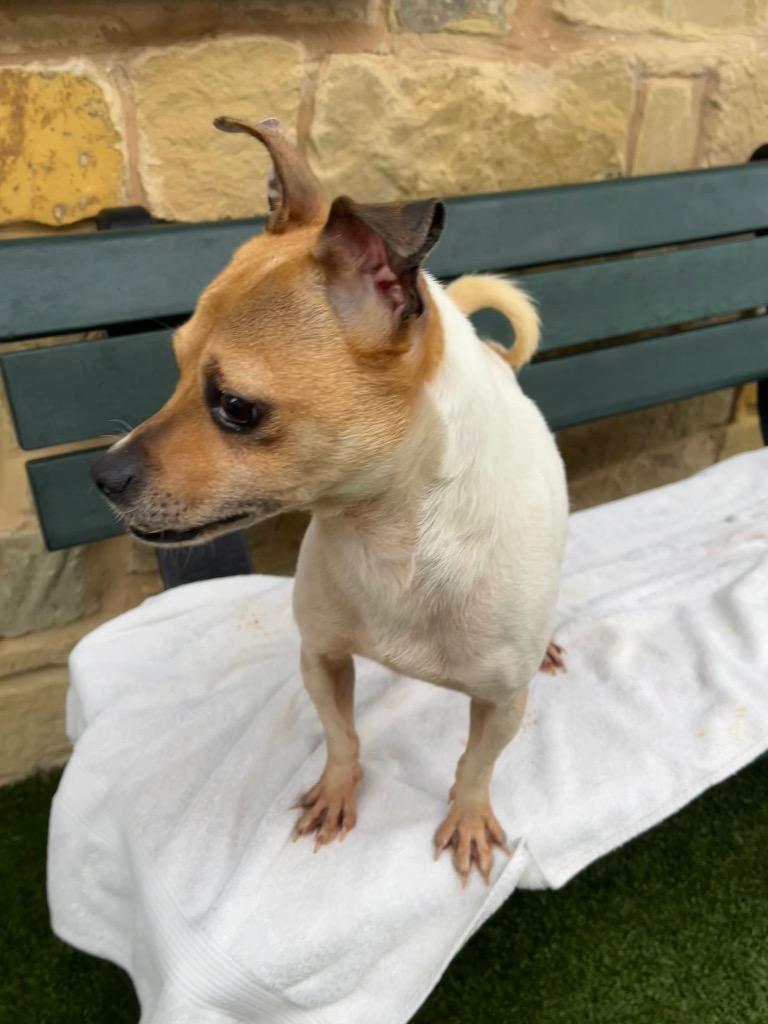 Enlarge Buck, a Adoptable mixed breed in Seguin, TX image 2/2