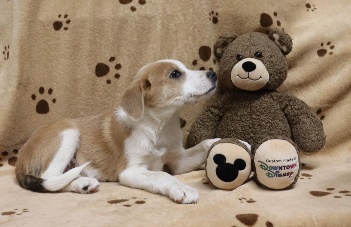 Punkin' Pie, ADOPTABLE, Puppy Female Labrador Retriever & Hound.