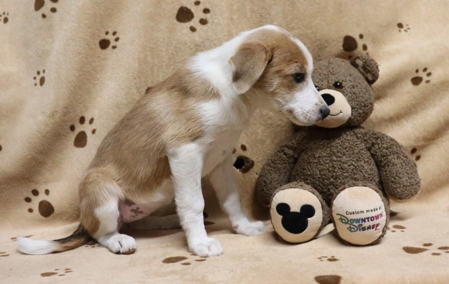 Enlarge Punkin' Pie, a ADOPTABLE mixed breed in Windsor, CT image 2/5