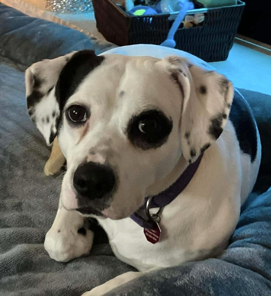 Constance, Adoptable, Adult Female Terrier & Pit Bull Terrier.