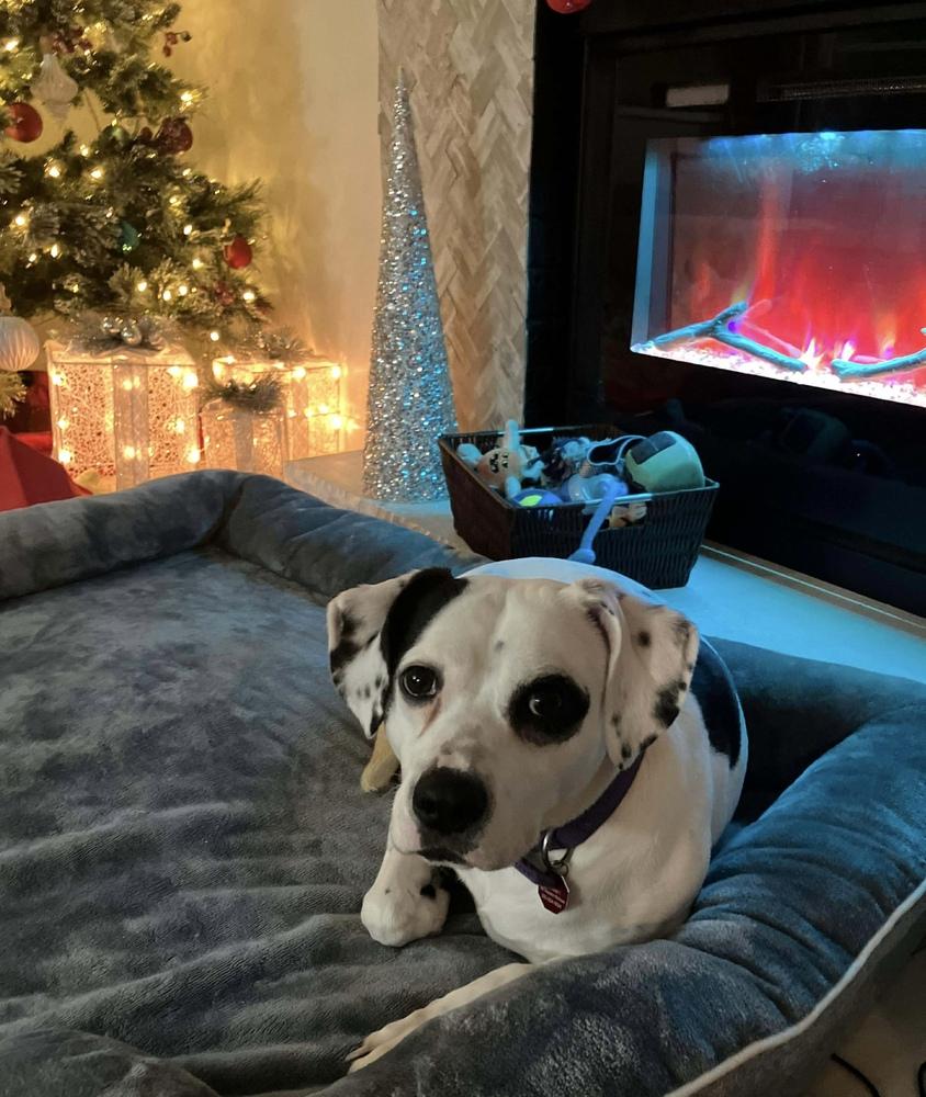 Enlarge Constance, a Adoptable mixed breed in Syracuse, NY image 2/6