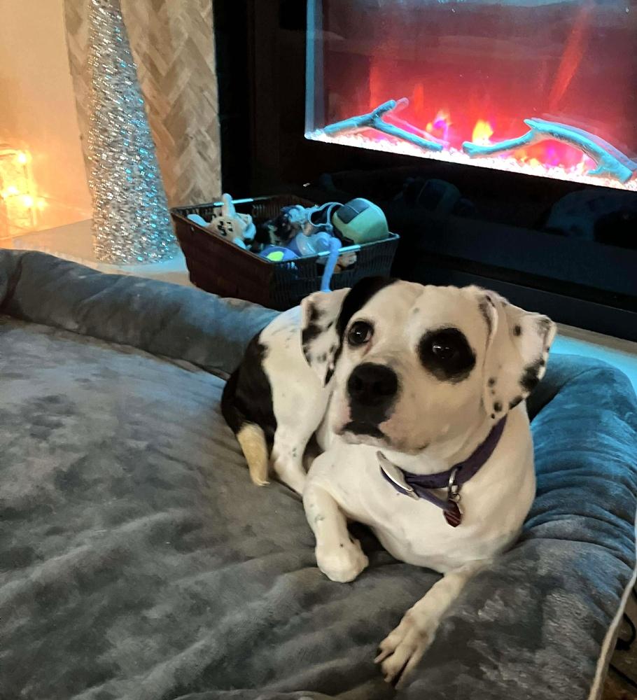 Enlarge Constance, a Adoptable mixed breed in Syracuse, NY image 3/6