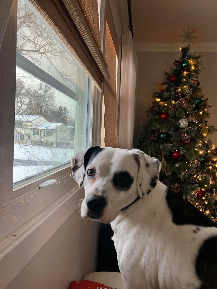 Enlarge Constance, a Adoptable mixed breed in Syracuse, NY image 4/6