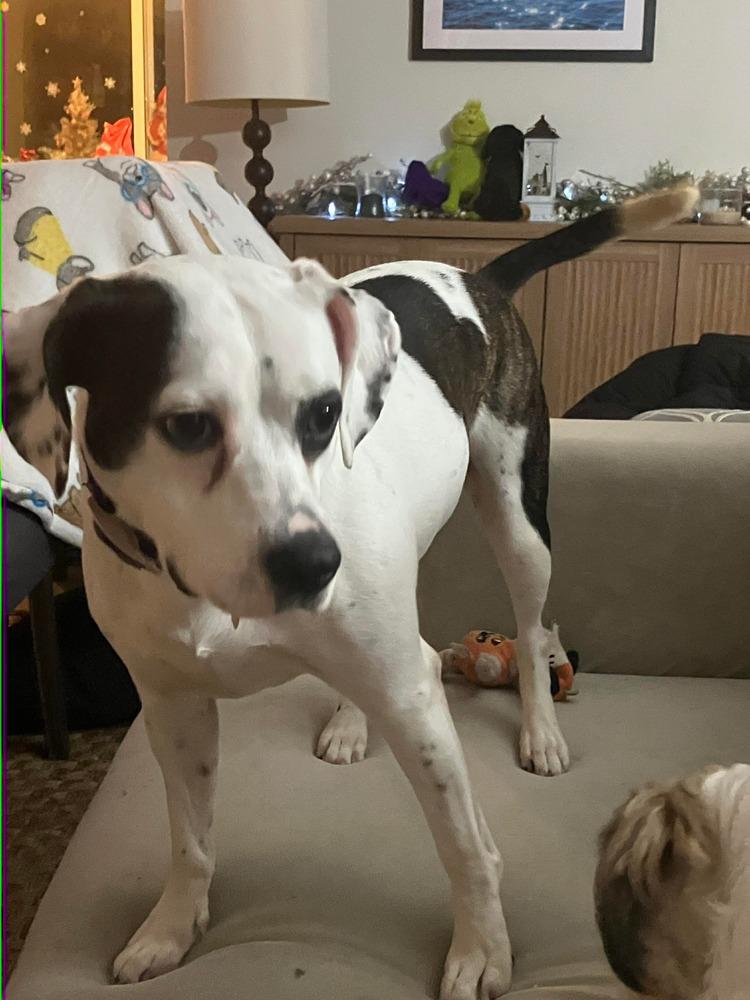 Enlarge Constance, a Adoptable mixed breed in Syracuse, NY image 4/6