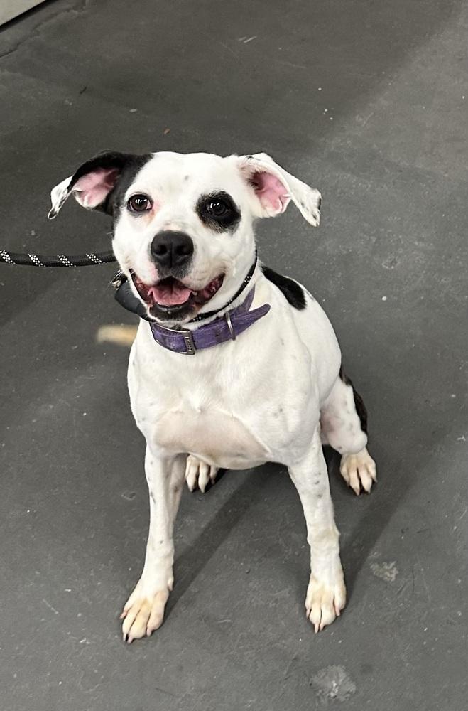 Enlarge Constance, a Adoptable mixed breed in Syracuse, NY image 5/6