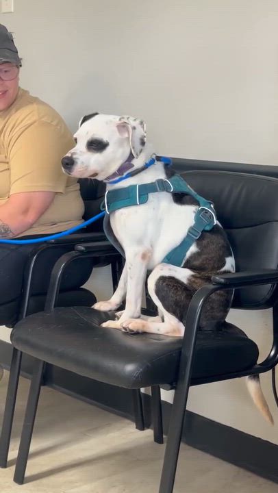 Enlarge Constance, a Adoptable mixed breed in Syracuse, NY video 6/6