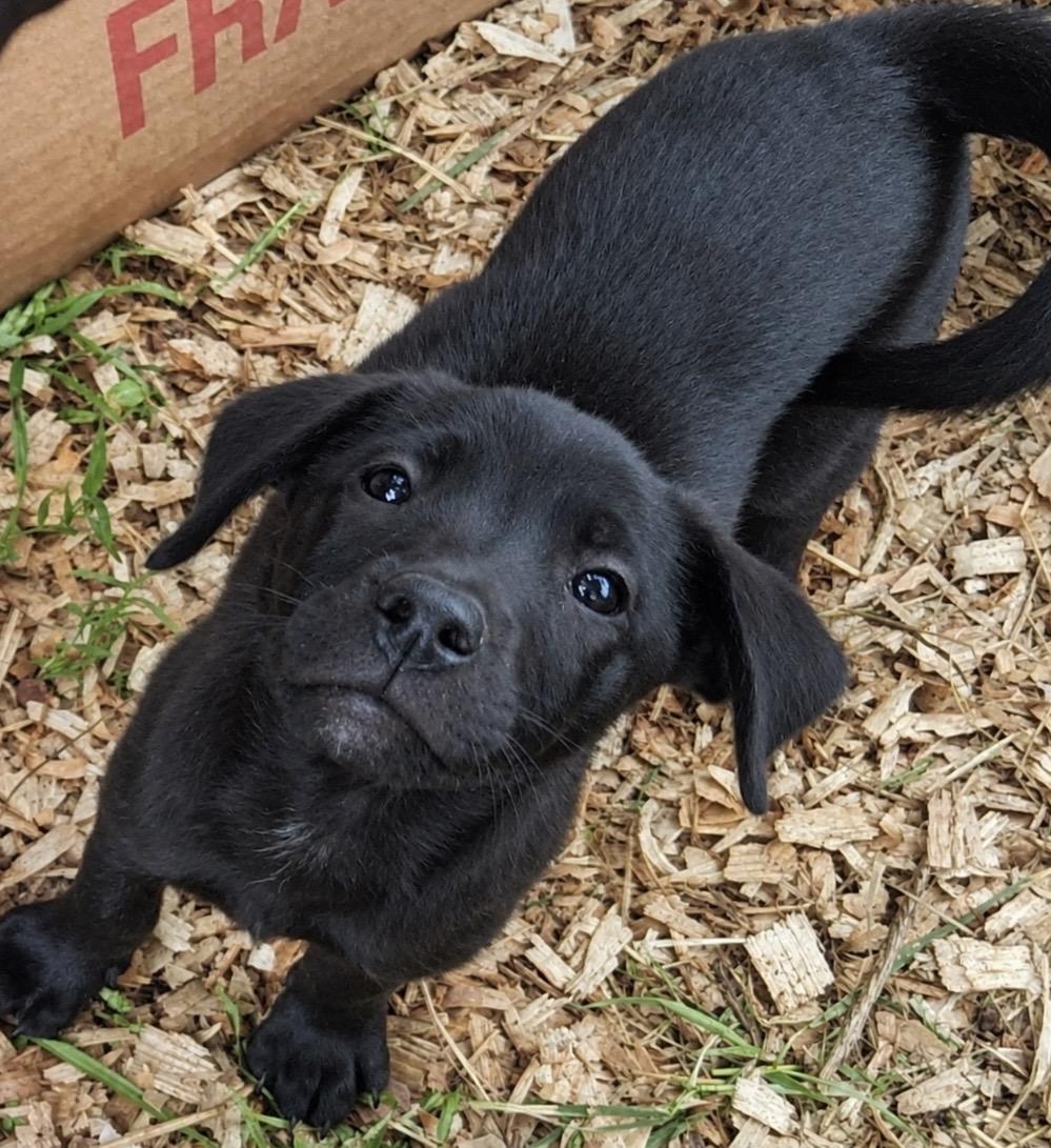 Johnny Cash, a ADOPTABLE mixed breed in Ooltewah, TN image 2/6