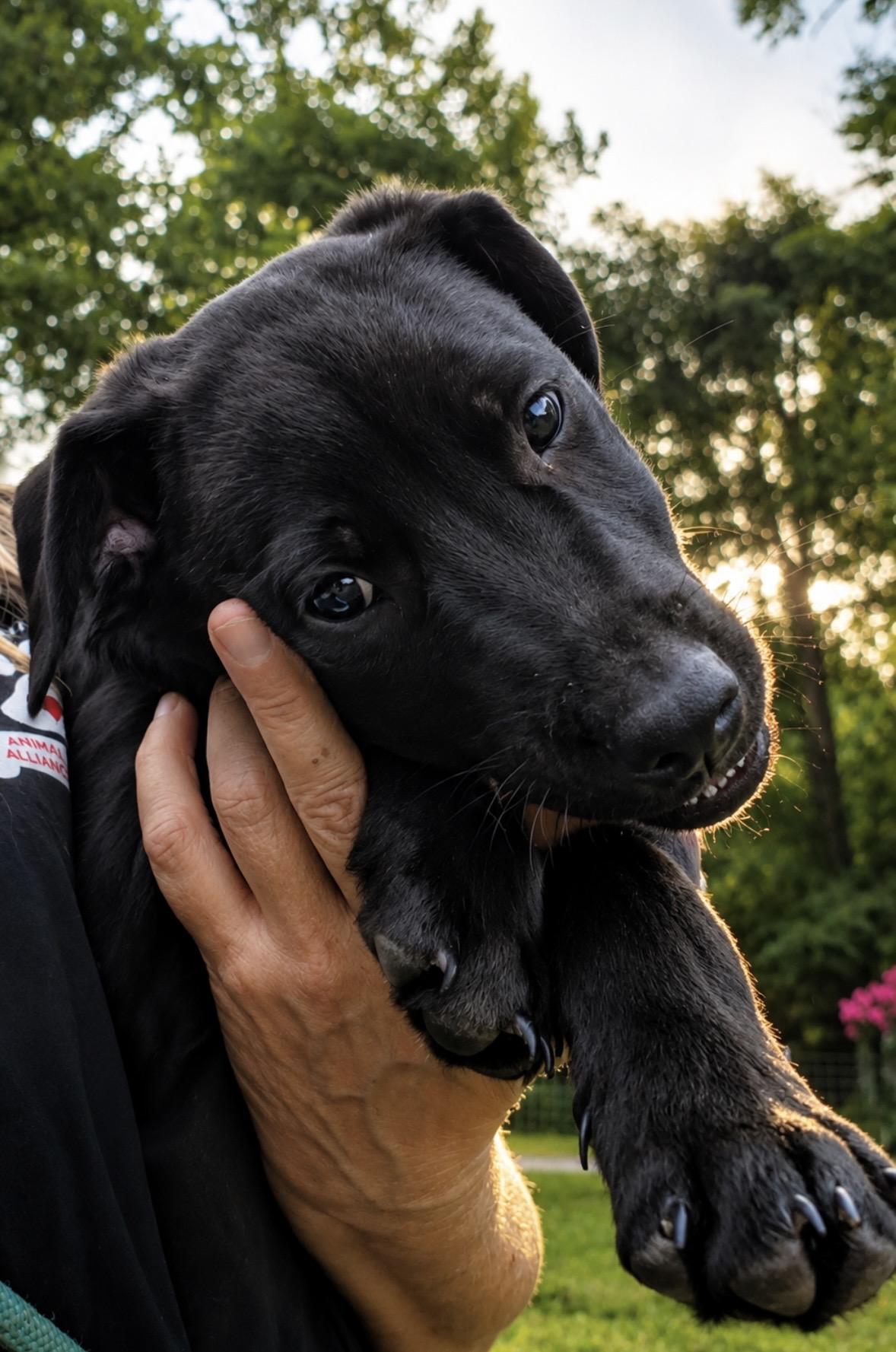 Johnny Cash, a ADOPTABLE mixed breed in Ooltewah, TN image 4/6