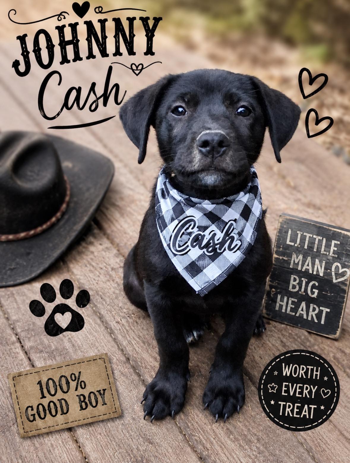 Johnny Cash, ADOPTABLE, Young Male Border Collie & Black Labrador Retriever.