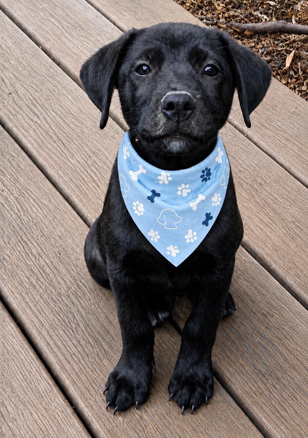 Johnny Cash, a ADOPTABLE mixed breed in Ooltewah, TN image 5/6