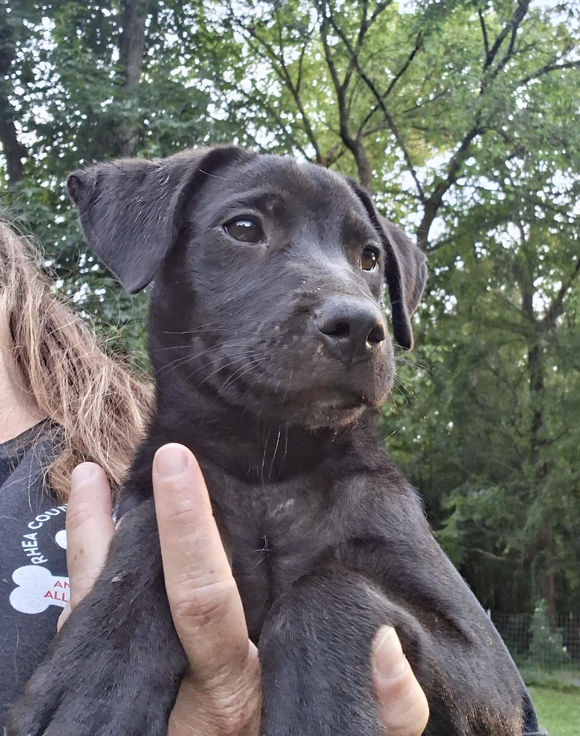 Johnny Cash, a ADOPTABLE mixed breed in Ooltewah, TN image 3/6