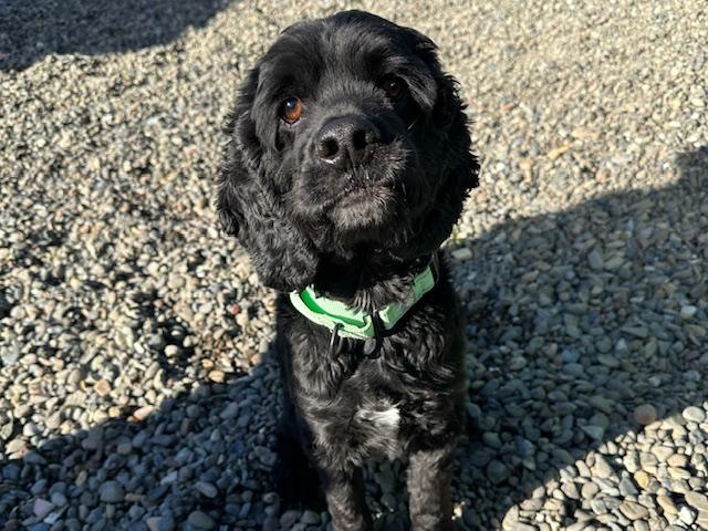 BLU, Adoptable, Adult Male Cocker Spaniel.