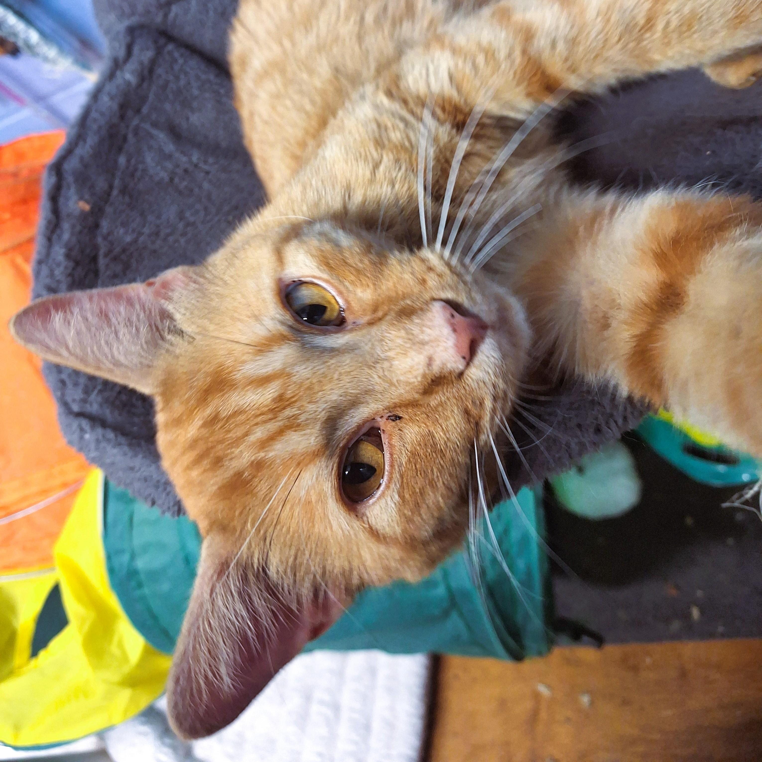 Enlarge Rhapsody, a Adopted Domestic Short Hair in Lowell, AR image 4/6
