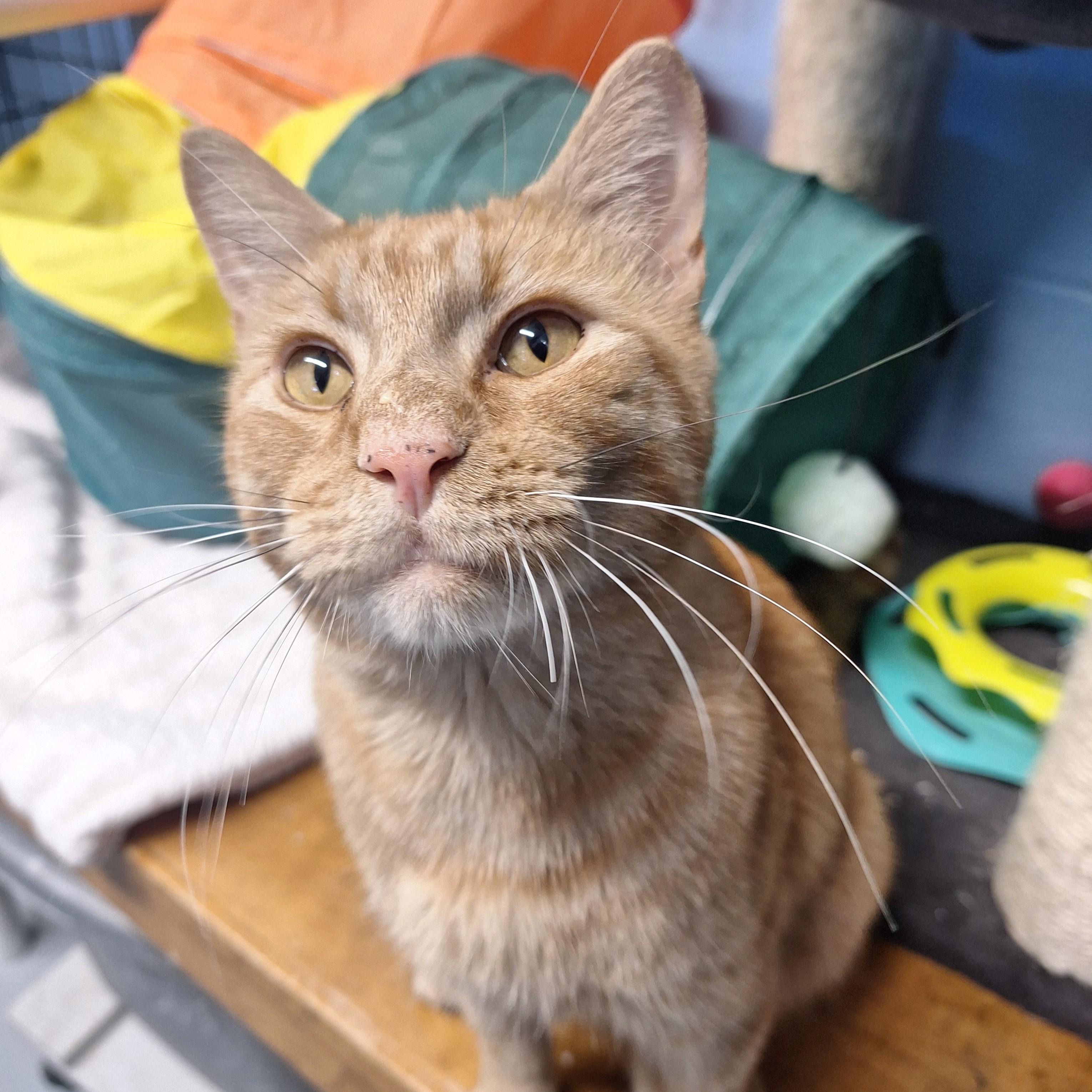 Enlarge Rhapsody, a Adopted Domestic Short Hair in Lowell, AR image 6/6