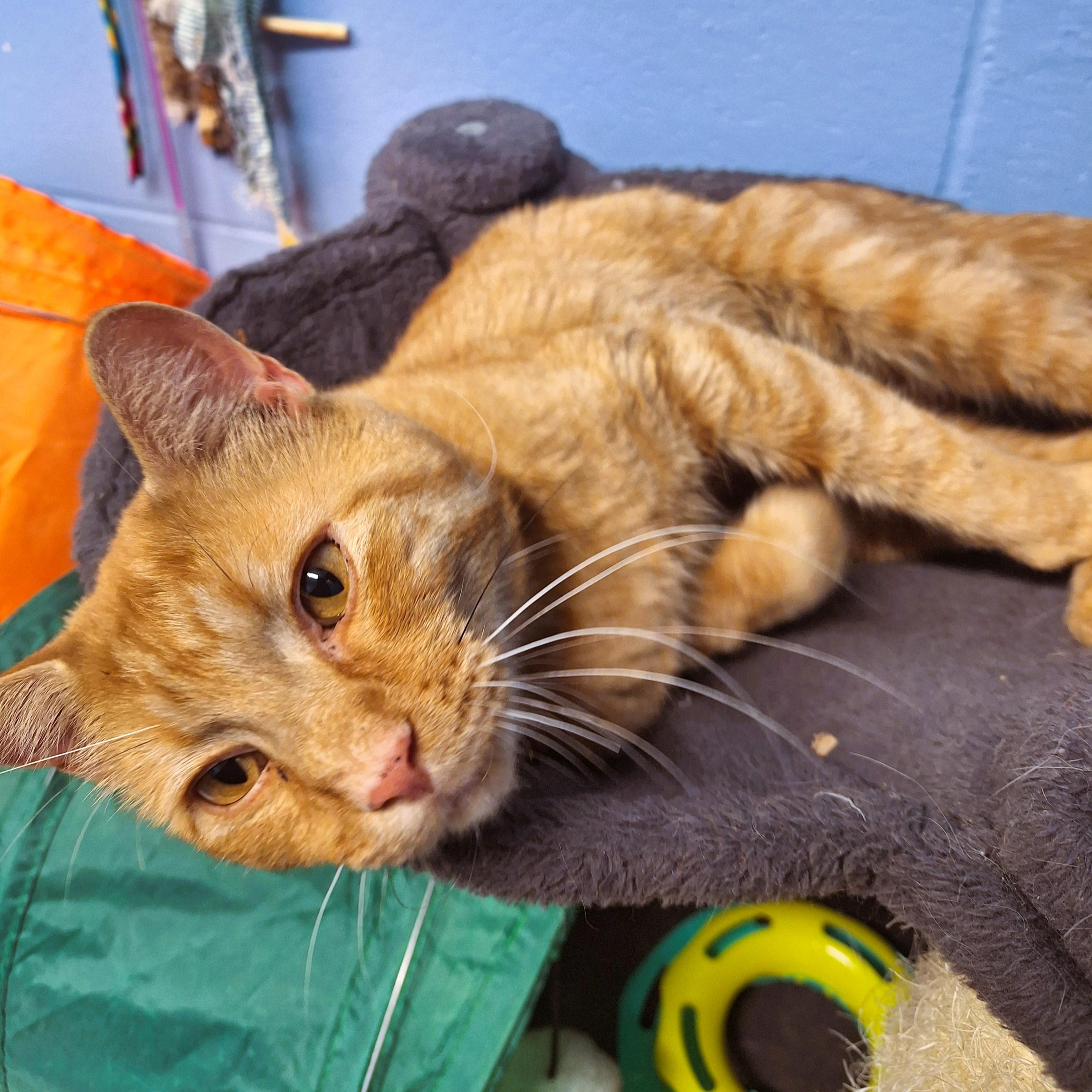 Enlarge Rhapsody, a Adopted Domestic Short Hair in Lowell, AR image 2/6