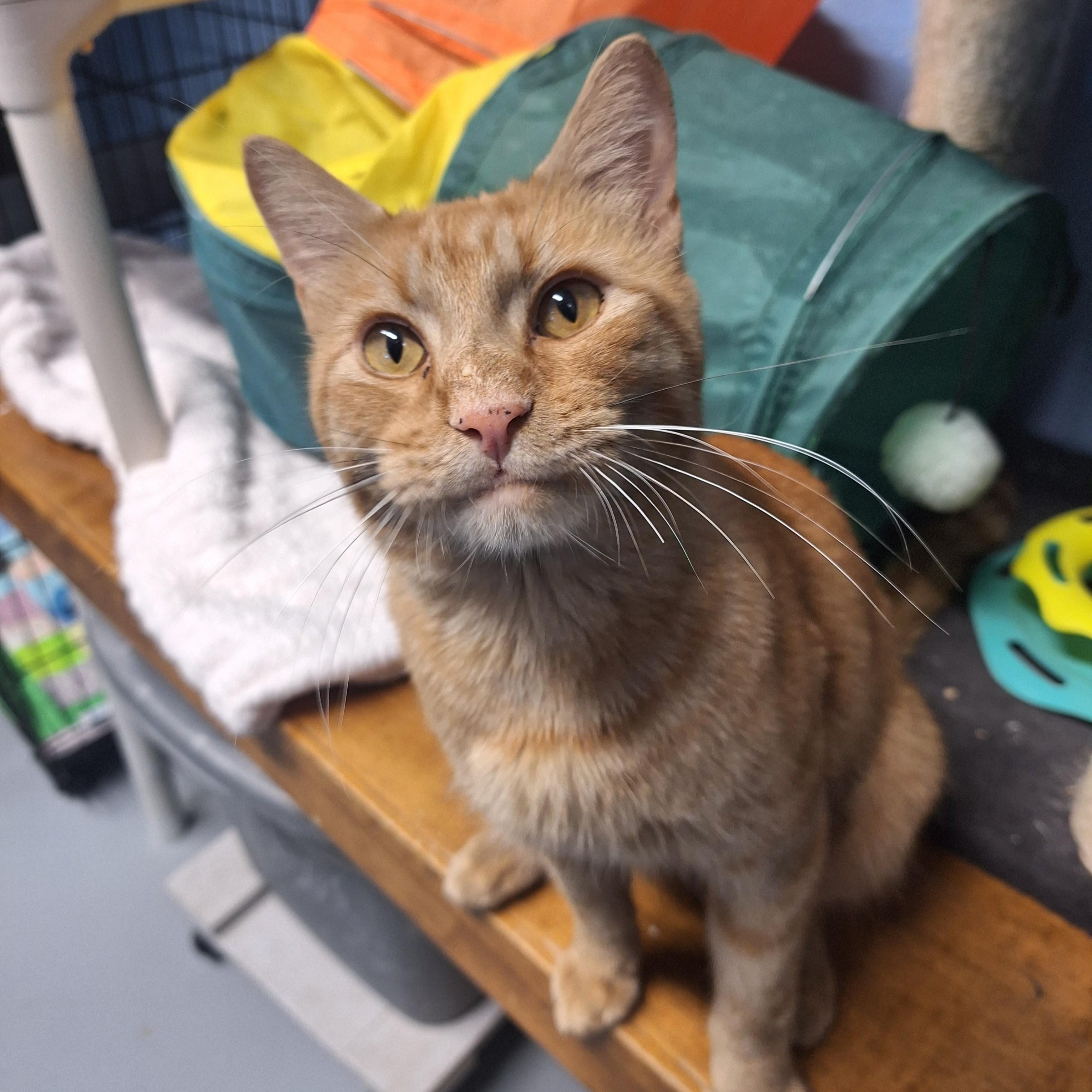 Enlarge Rhapsody, a Adopted Domestic Short Hair in Lowell, AR image 1/6