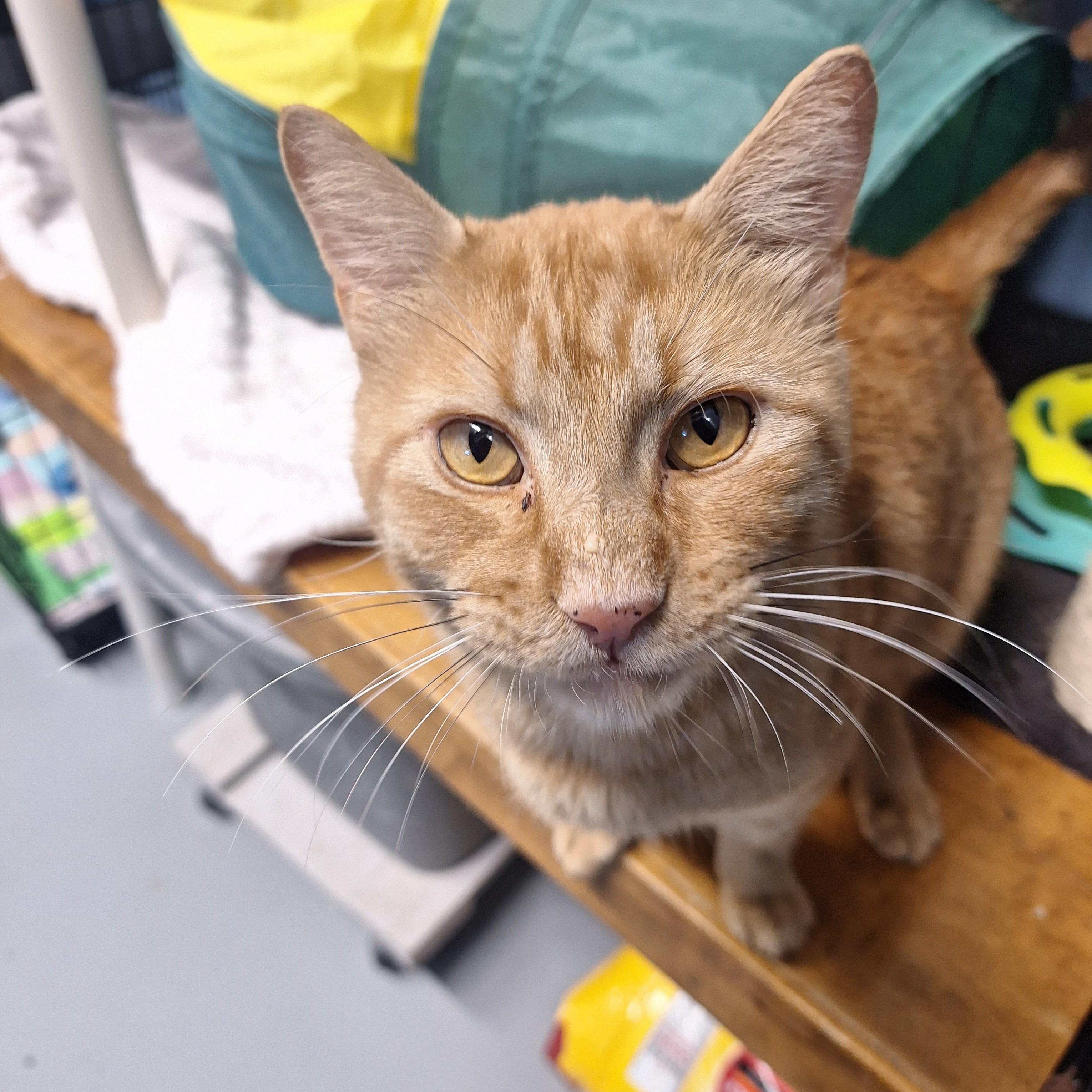 Enlarge Rhapsody, a Adopted Domestic Short Hair in Lowell, AR image 5/6