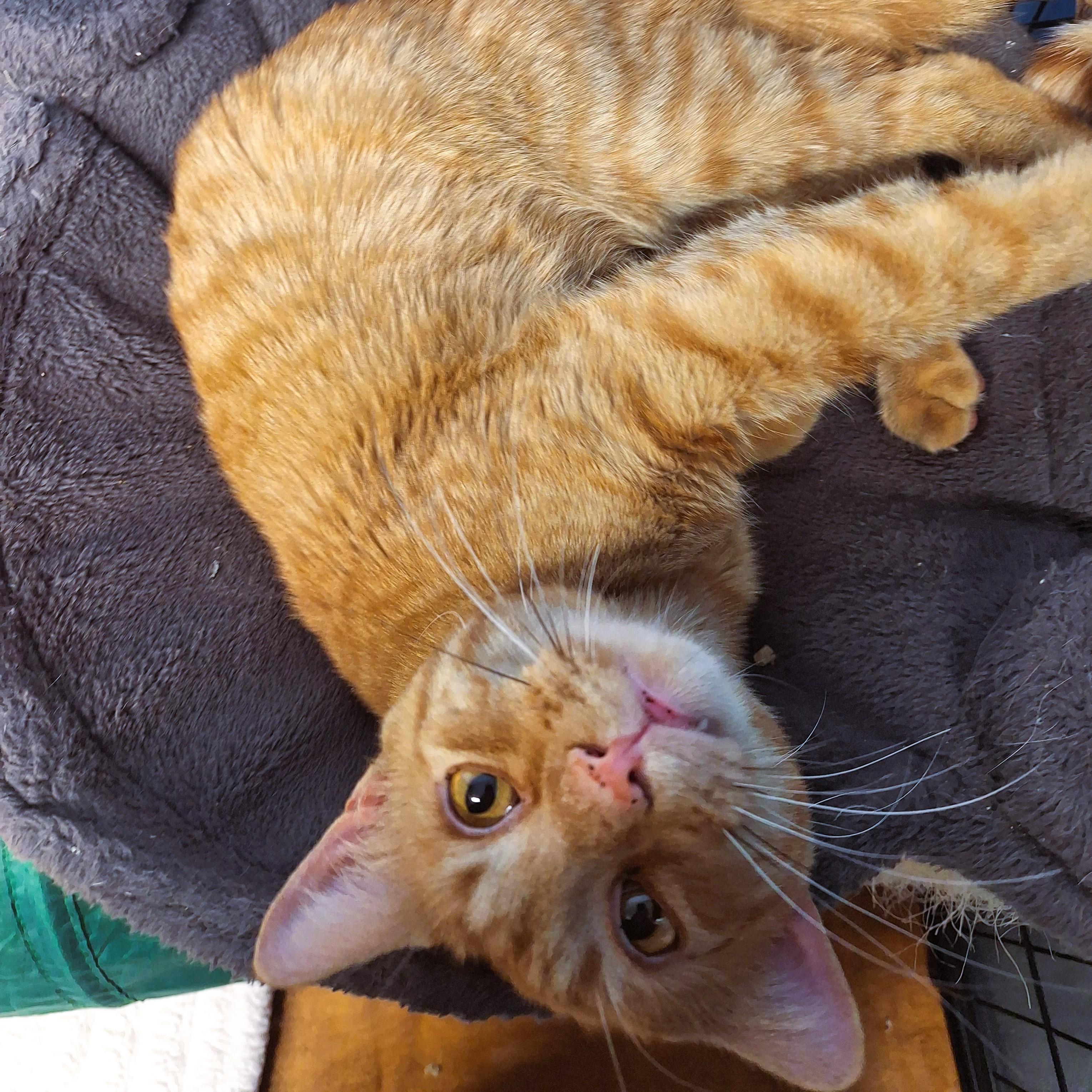 Enlarge Rhapsody, a Adopted Domestic Short Hair in Lowell, AR image 3/6