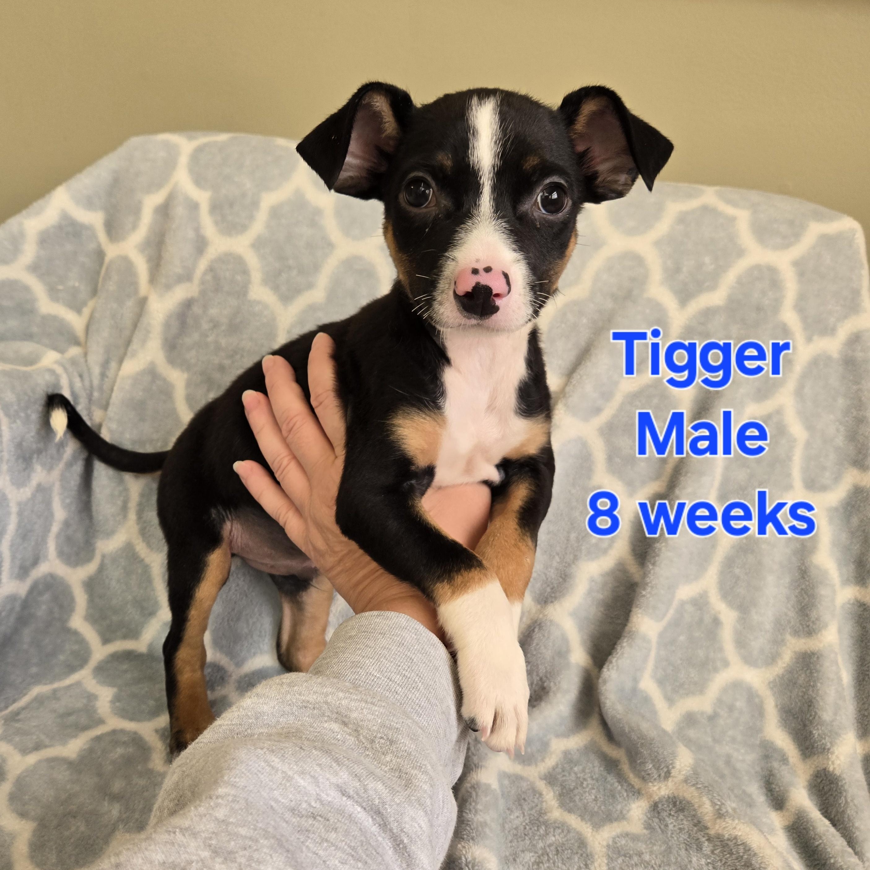 Tigger