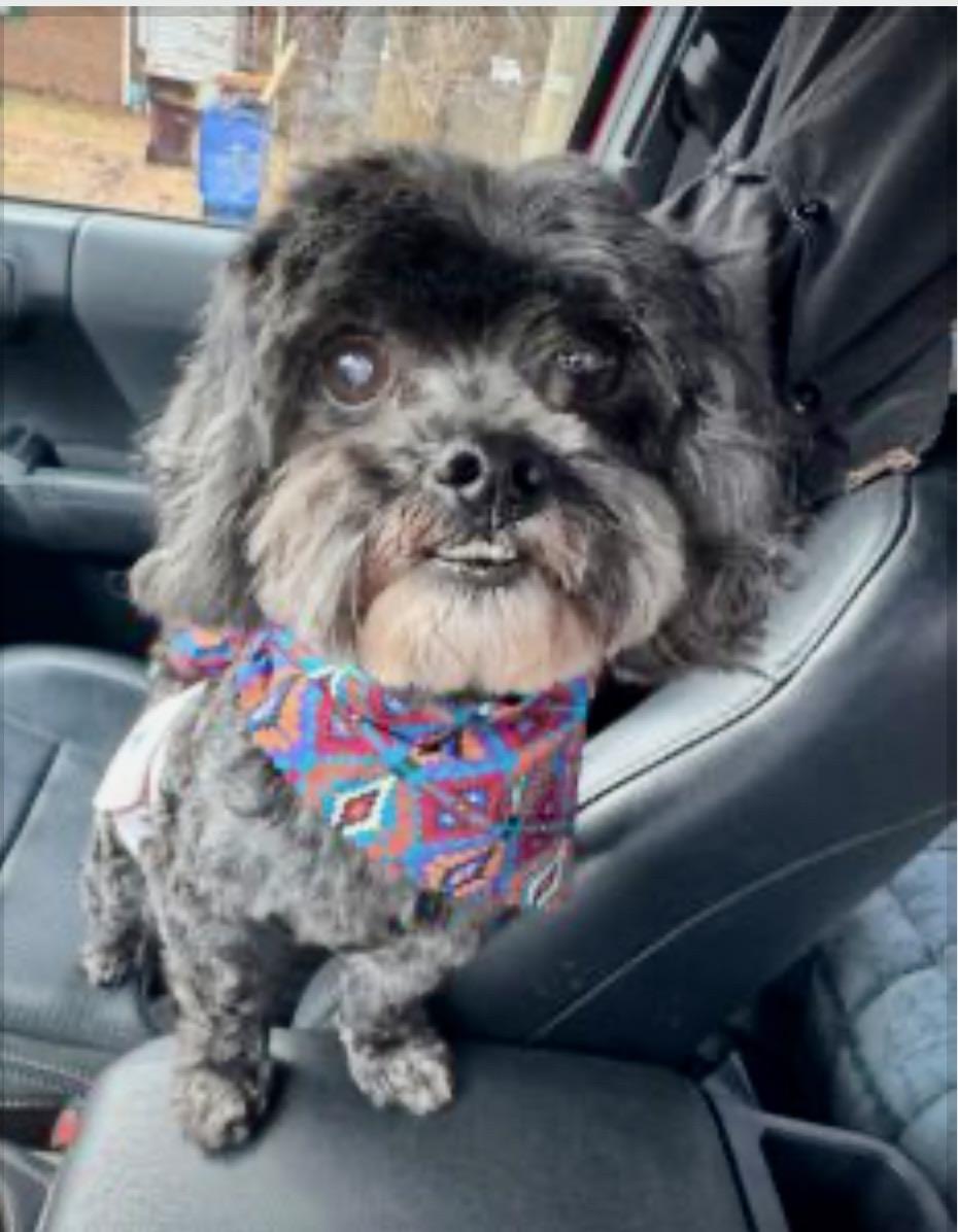 Maximus, ADOPTABLE, Senior Male Shih Tzu.