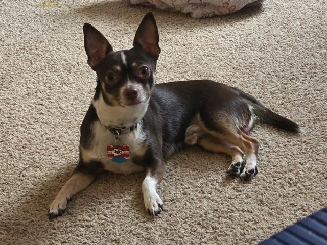 Enlarge BUDDY, a Adoptable Chihuahua in Ames, IA image 1/1
