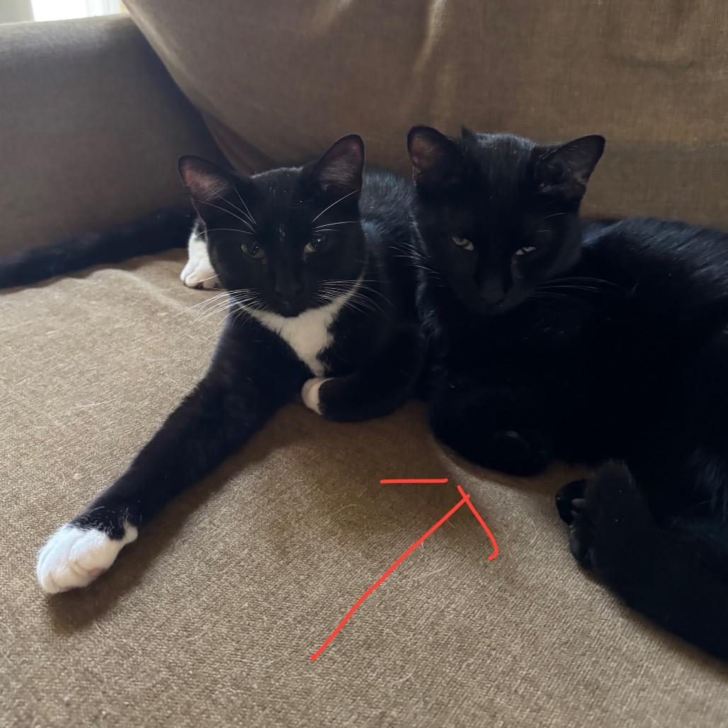 1388 Phantom, a Adoptable Domestic Short Hair in Abbeville, SC image 3/4
