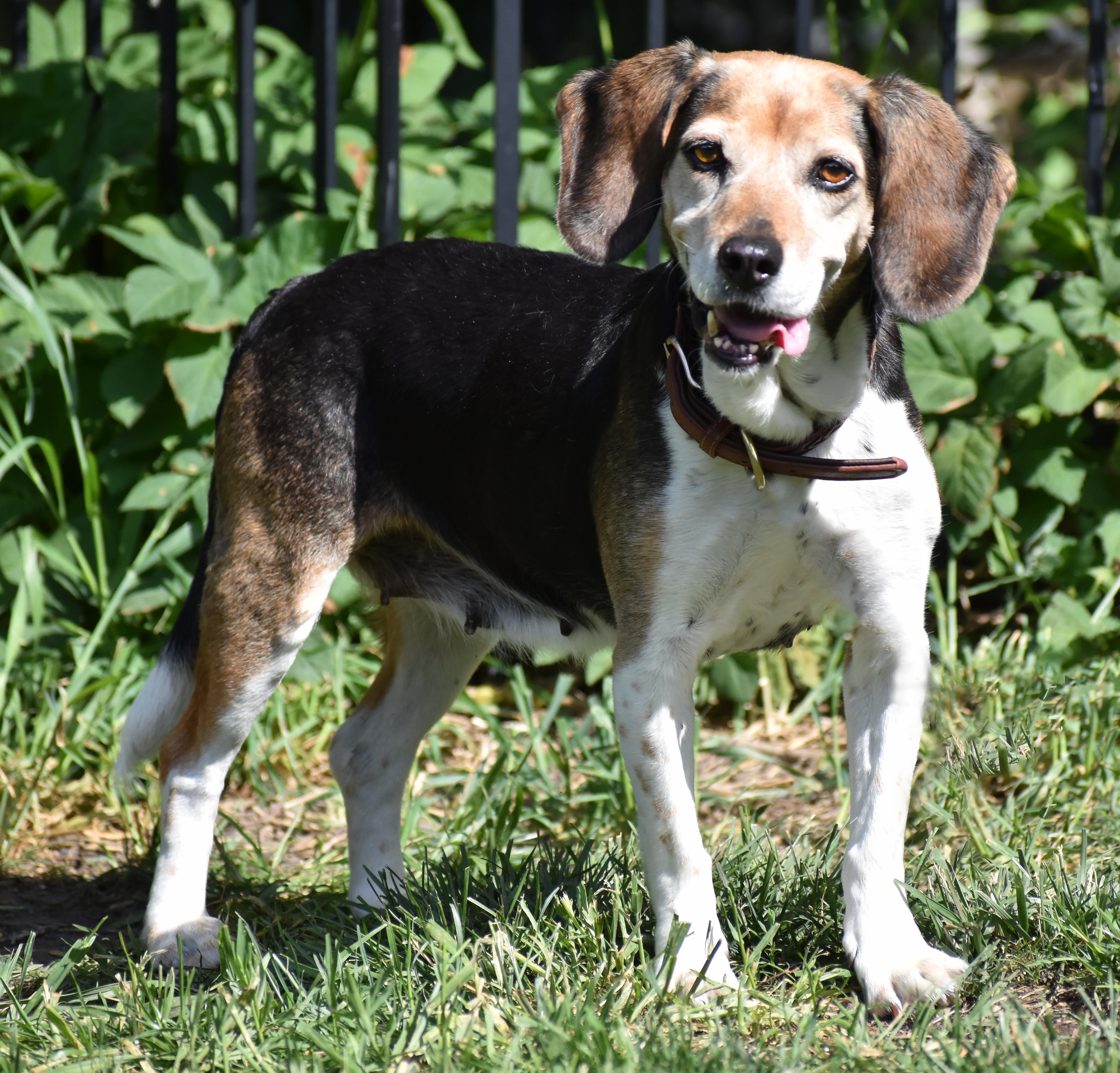 Enlarge Queenie- Foster to Adopt, a Adoptable Beagle in Wood Dale, IL image 4/6