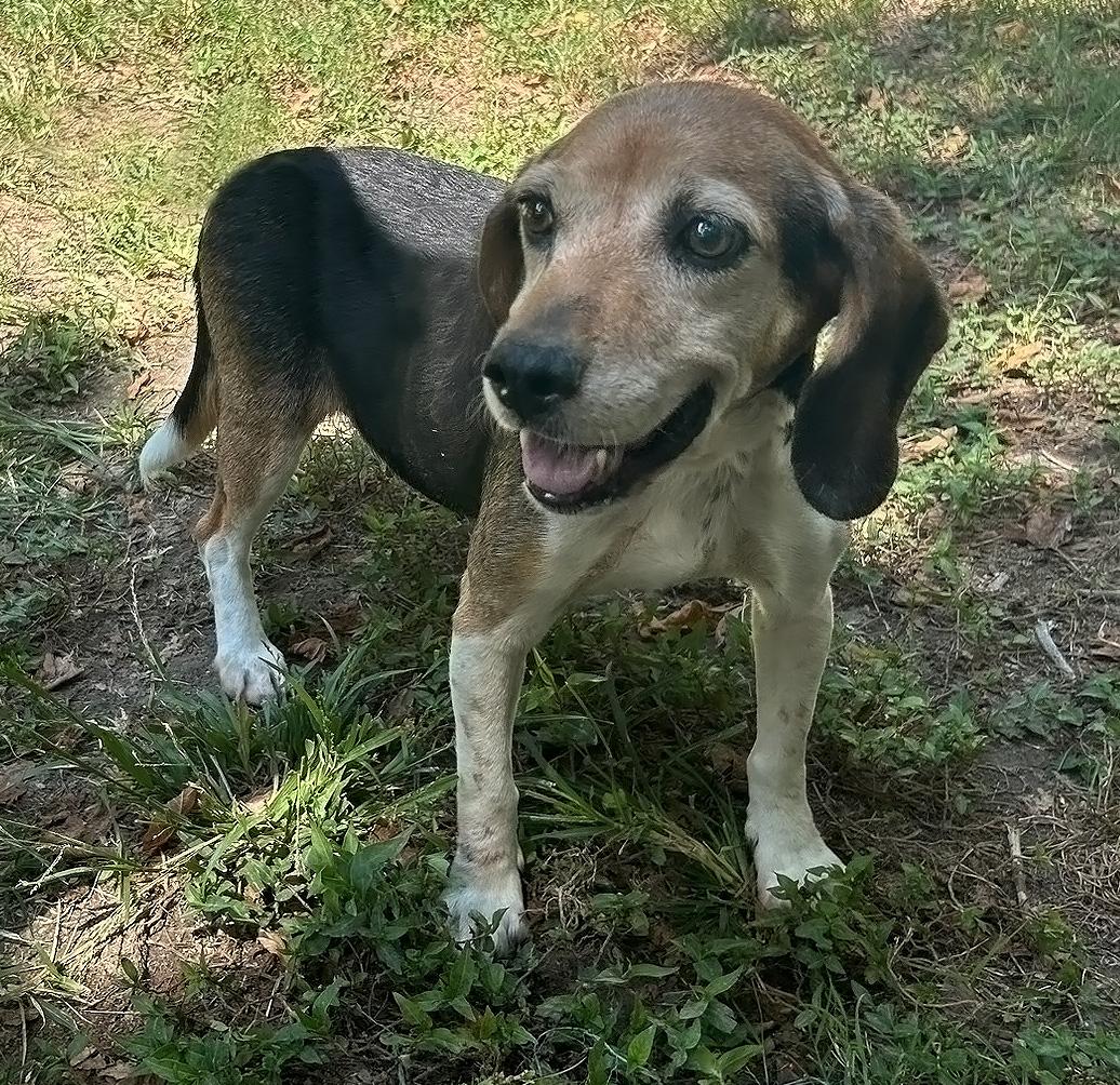 Queenie- URGENT FOSTER HOME NEEDED