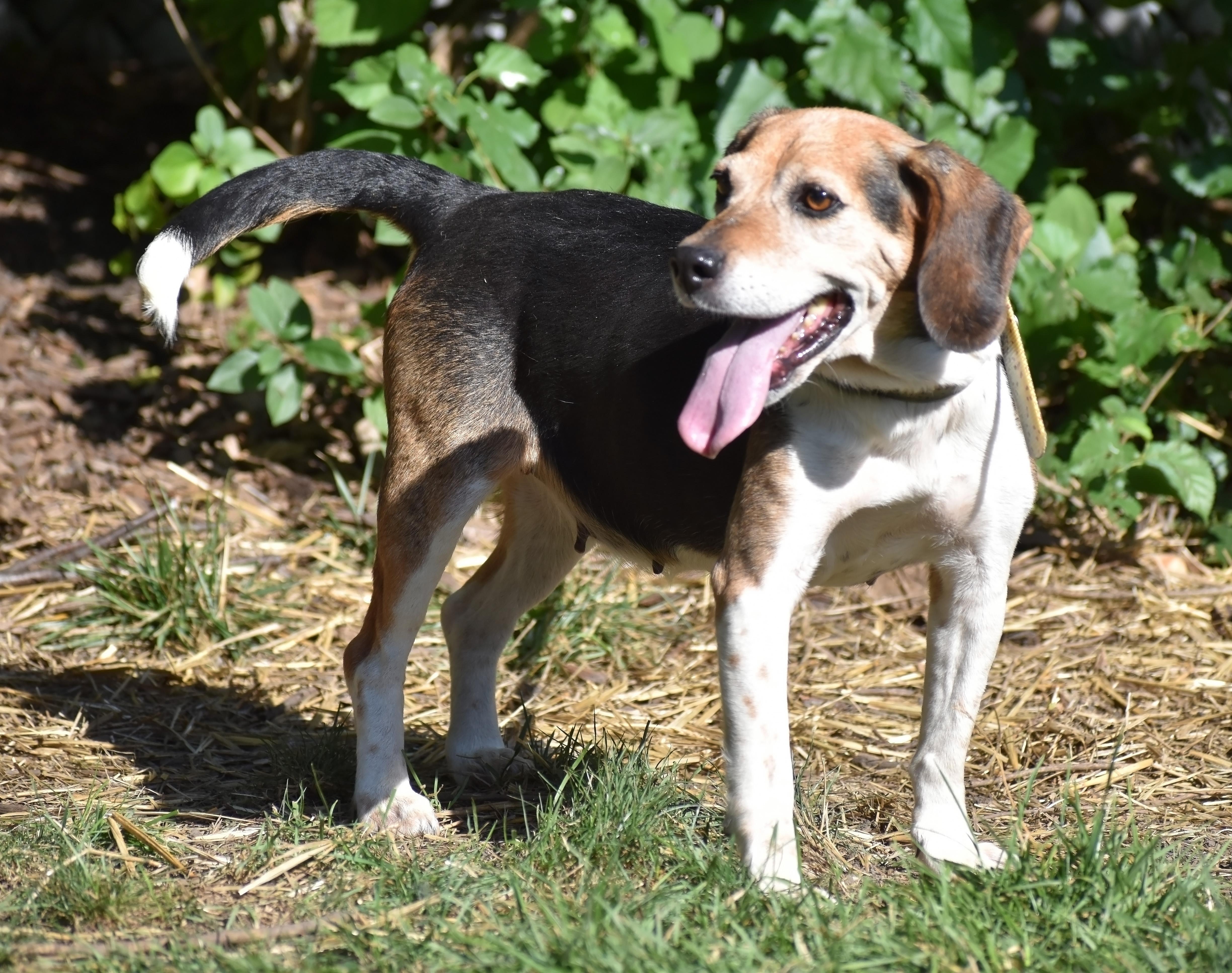 Queenie- Foster to Adopt, Adoptable, Senior Female Beagle.
