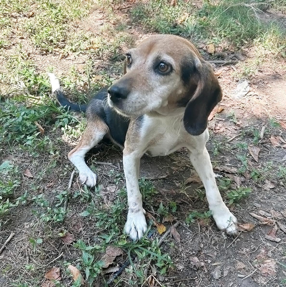 Queenie- URGENT FOSTER HOME NEEDED