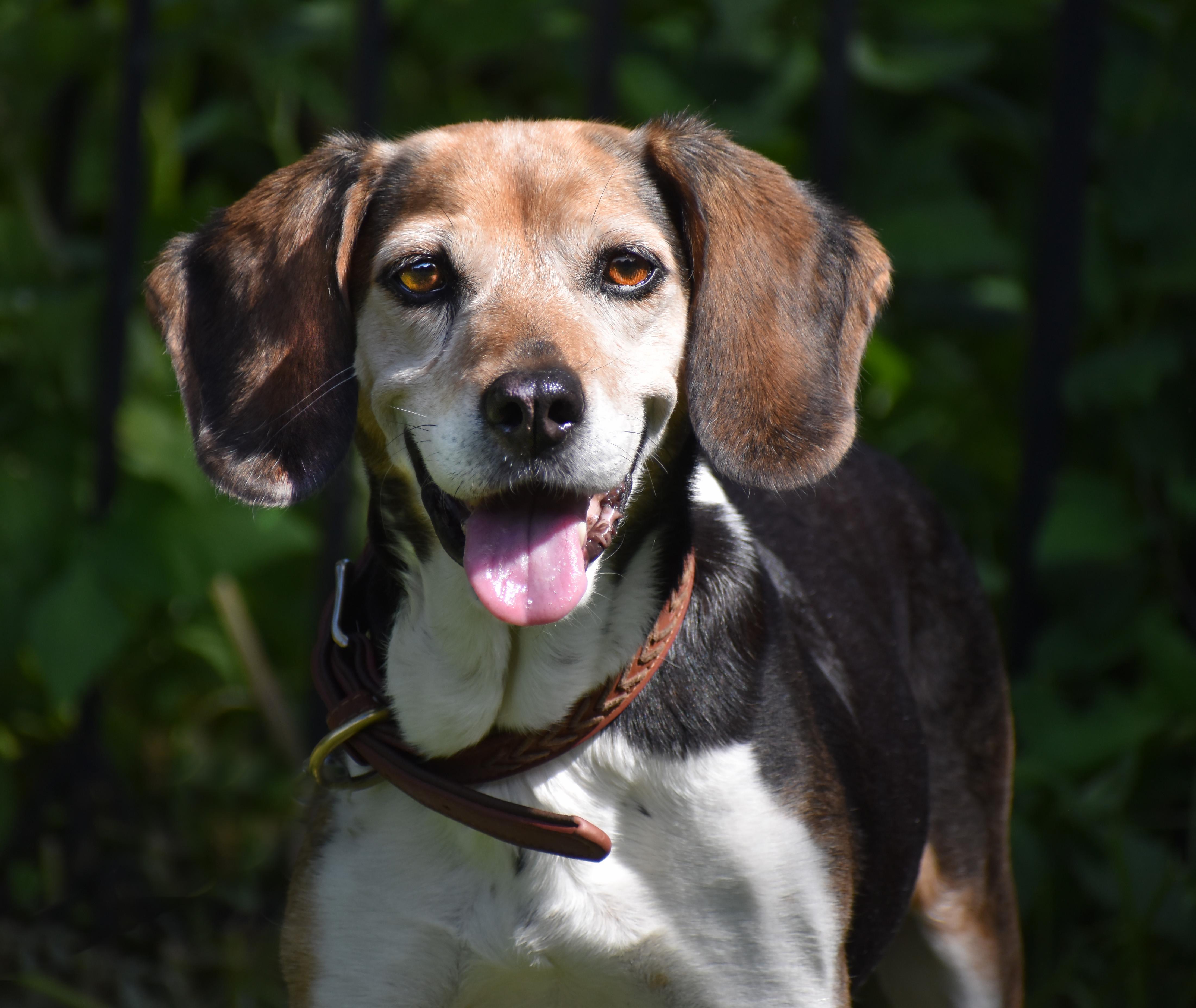Enlarge Queenie- Foster to Adopt, a Adoptable Beagle in Wood Dale, IL image 1/6