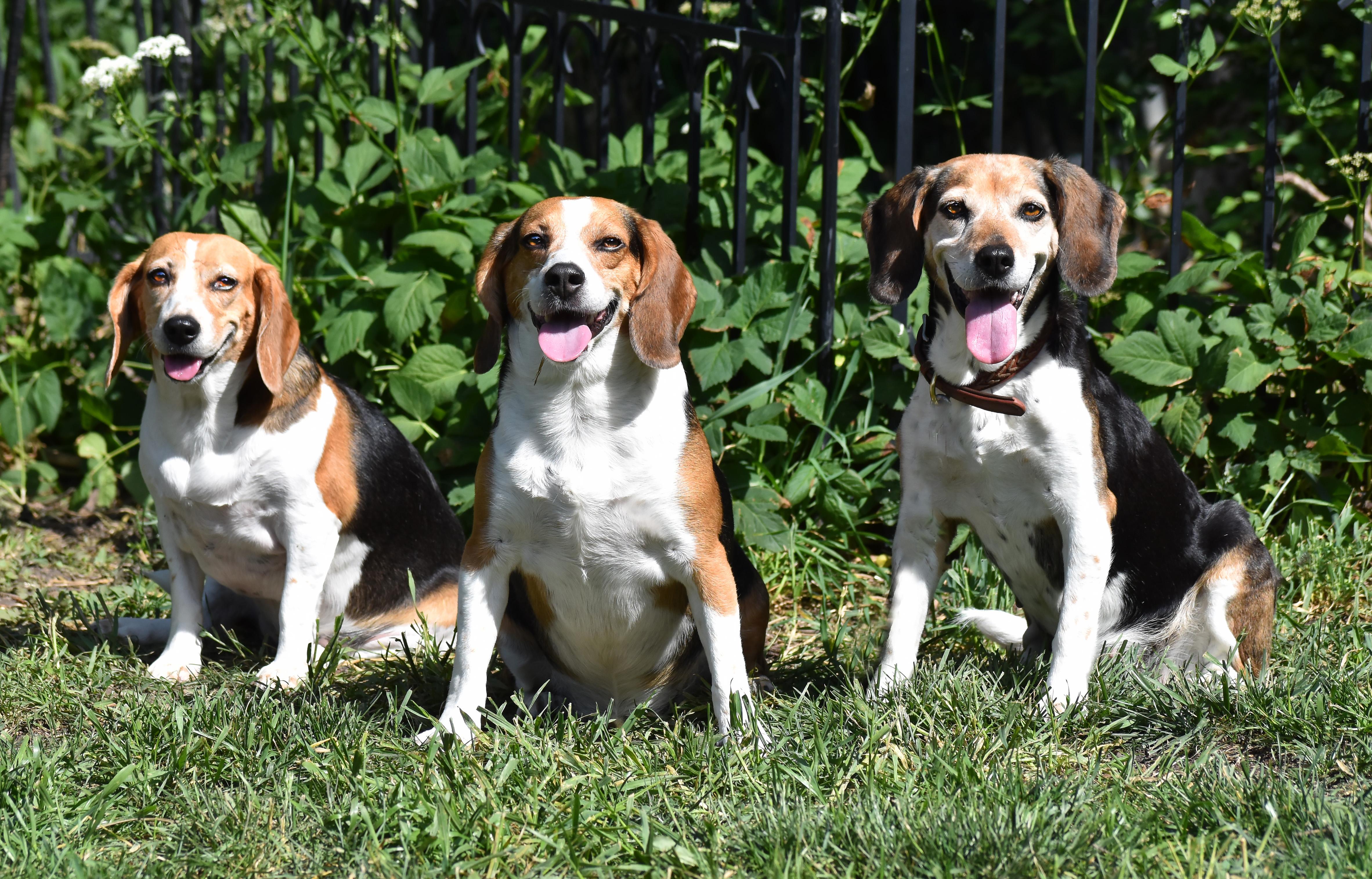 Enlarge Queenie- Foster to Adopt, a Adoptable Beagle in Wood Dale, IL image 6/6