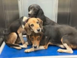 Queenie- Foster to Adopt, a Adoptable Beagle in Wood Dale, IL image 5/6