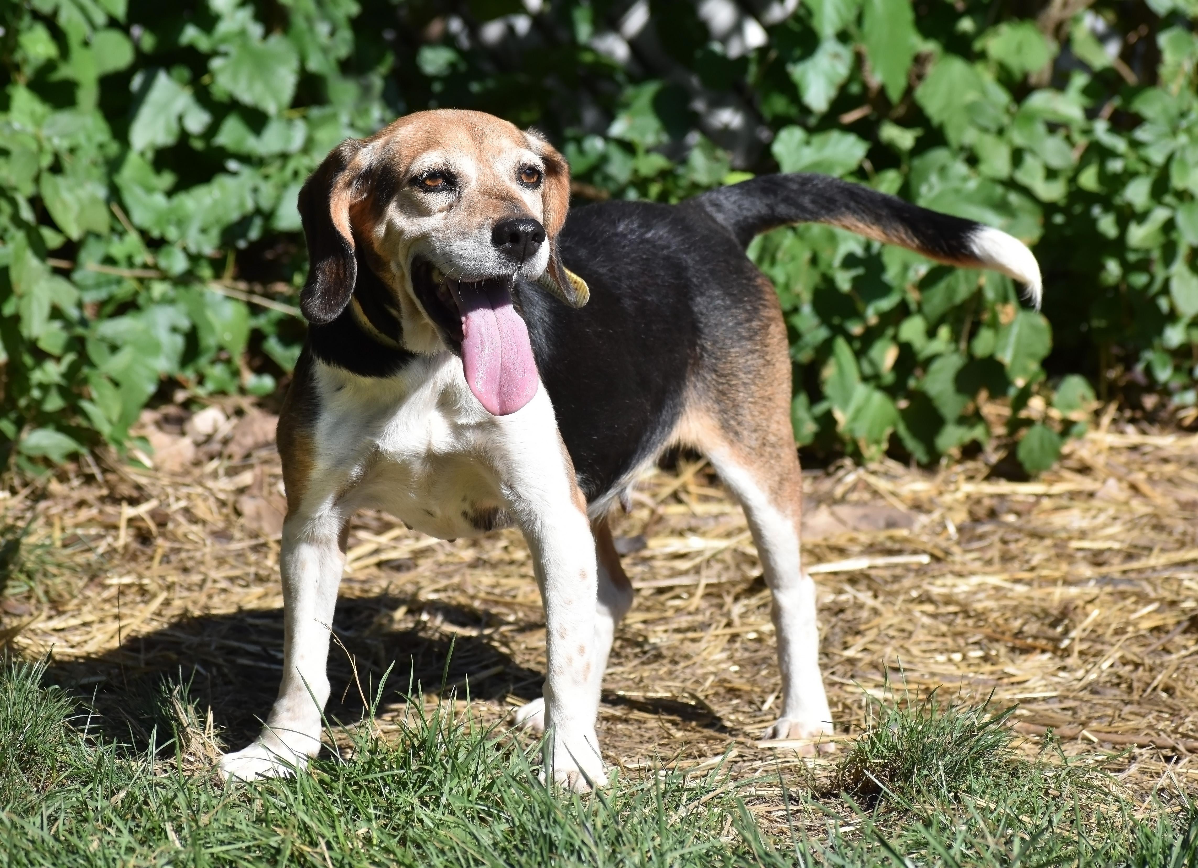 Queenie- Foster to Adopt, a Adoptable Beagle in Wood Dale, IL image 4/6