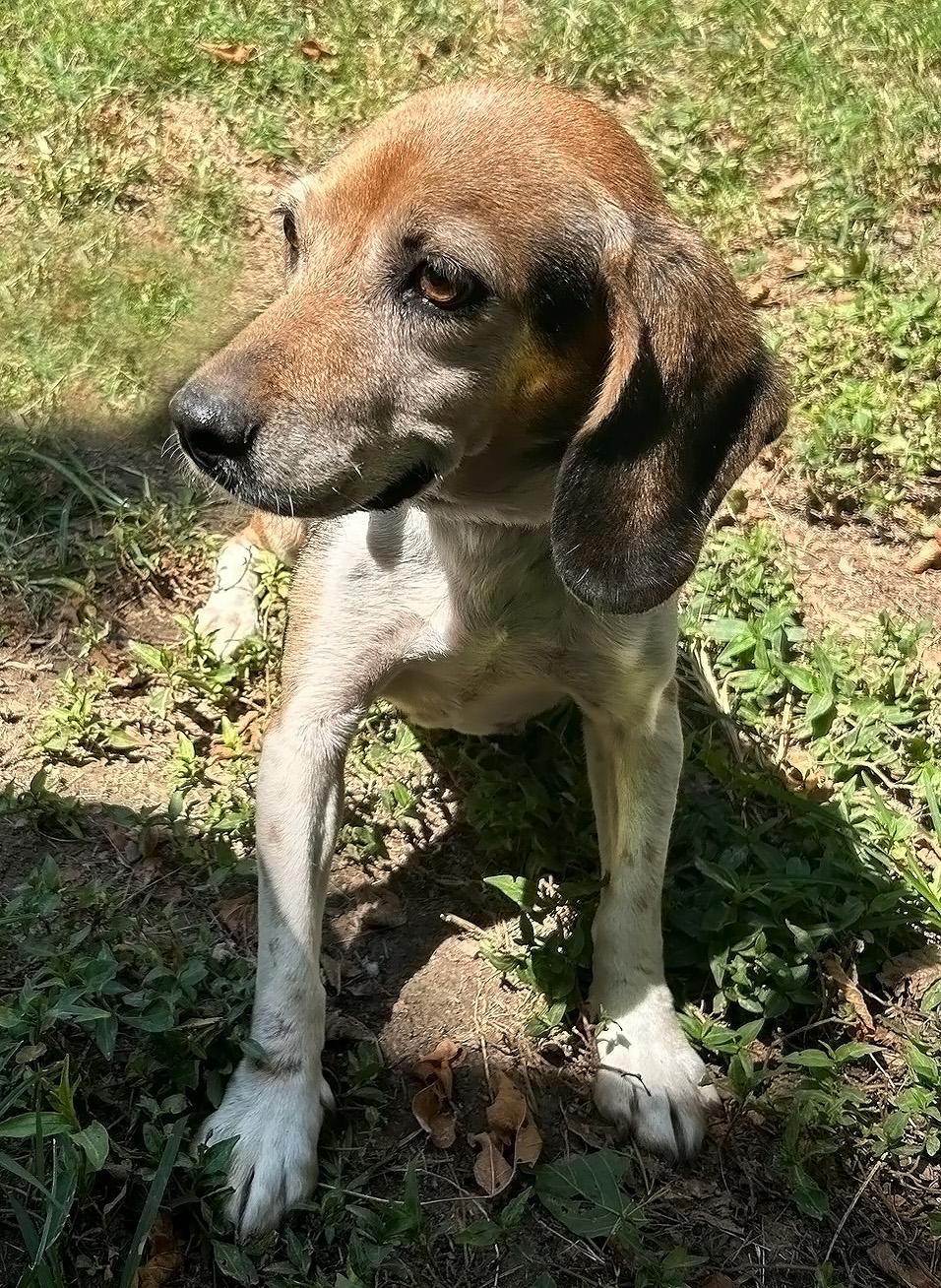 Queenie- URGENT FOSTER HOME NEEDED