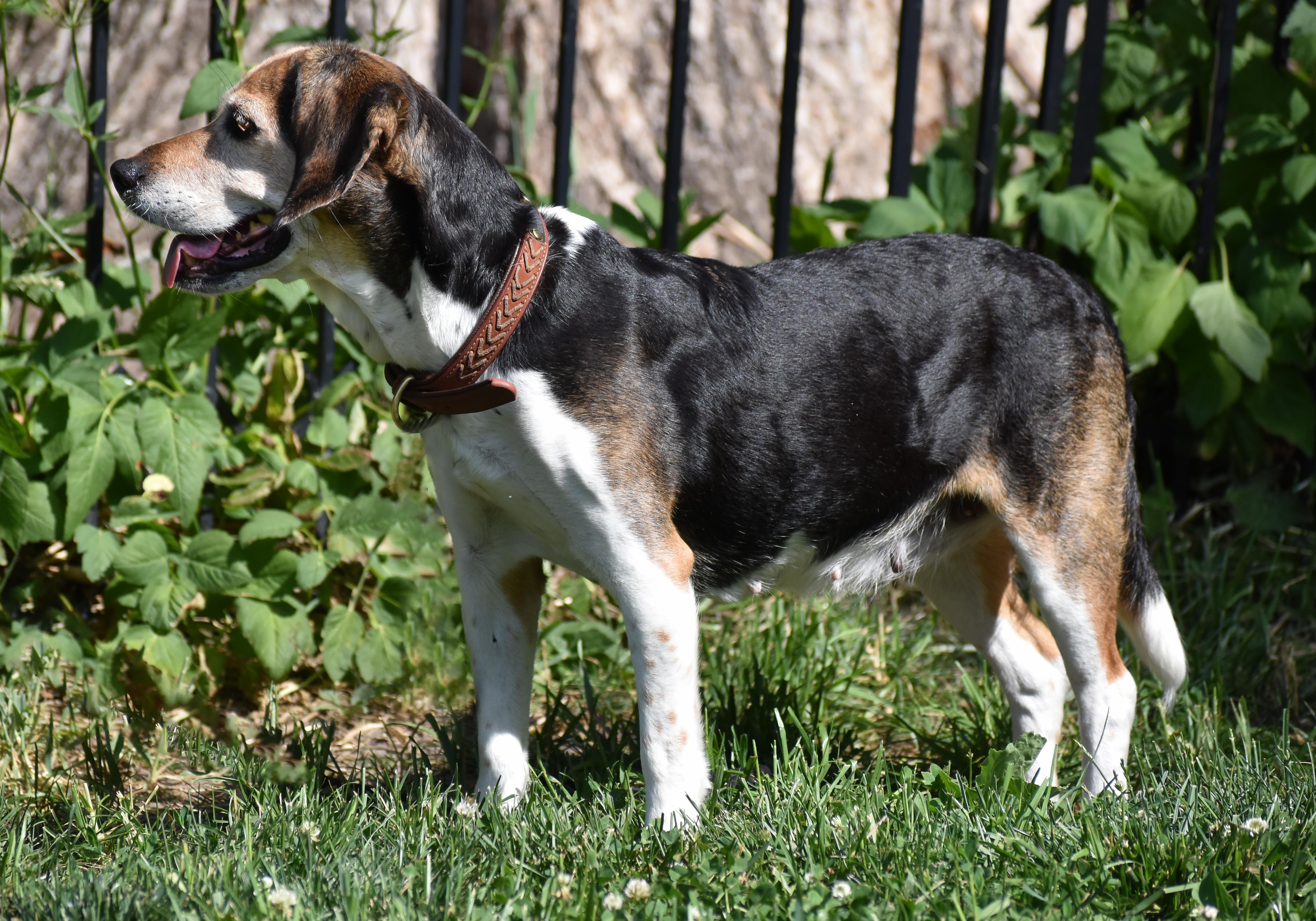 Enlarge Queenie- Foster to Adopt, a Adoptable Beagle in Wood Dale, IL image 5/6